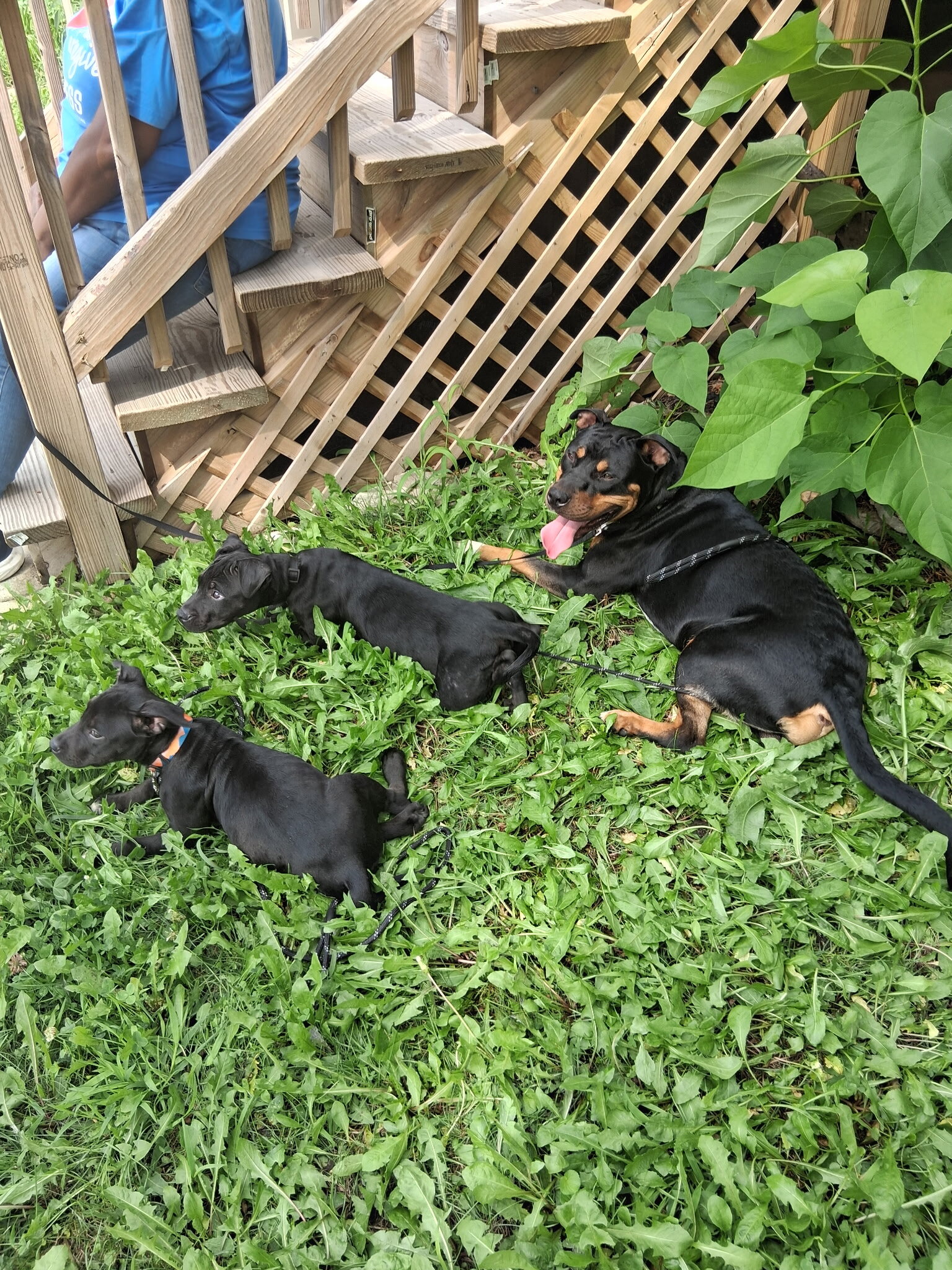 Puppies image 1
