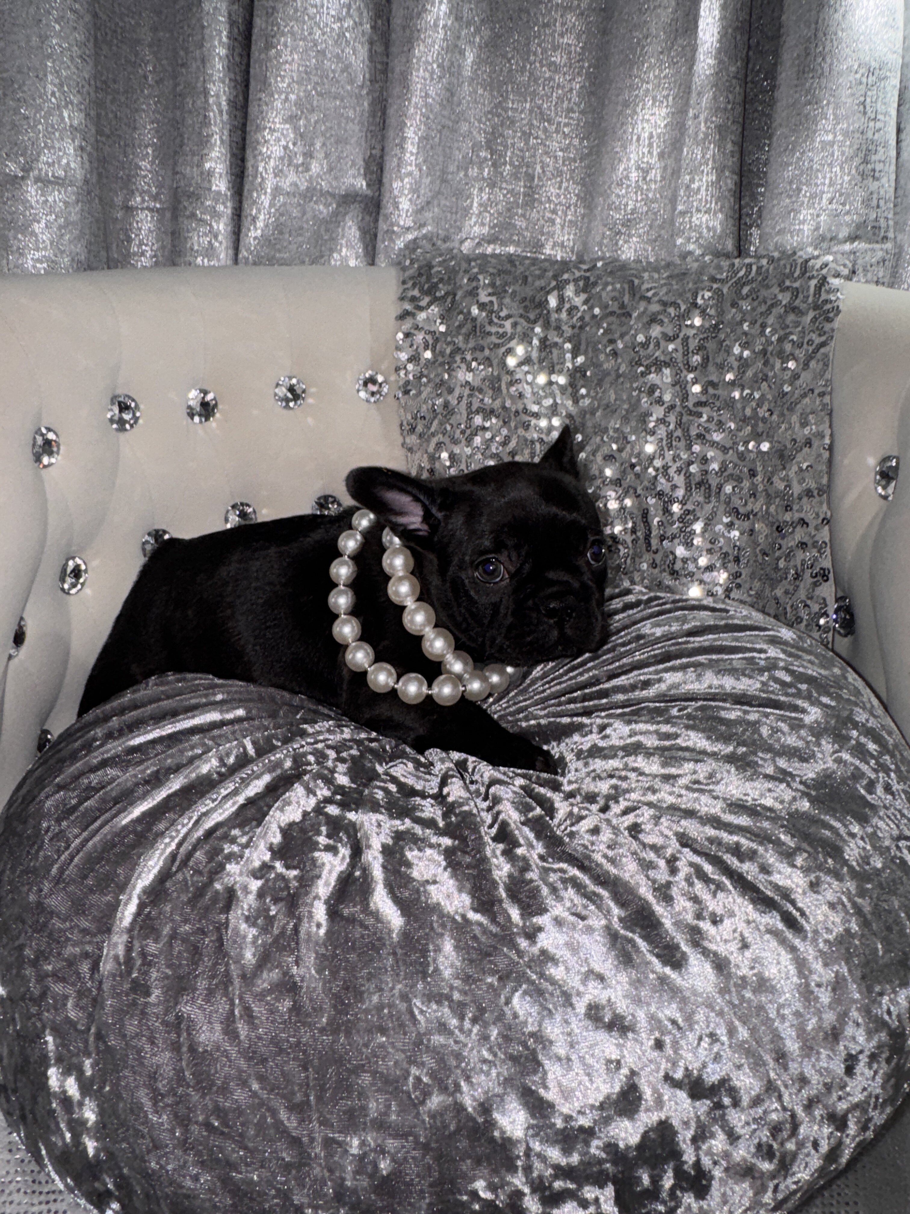 French bulldog Puppy image 6