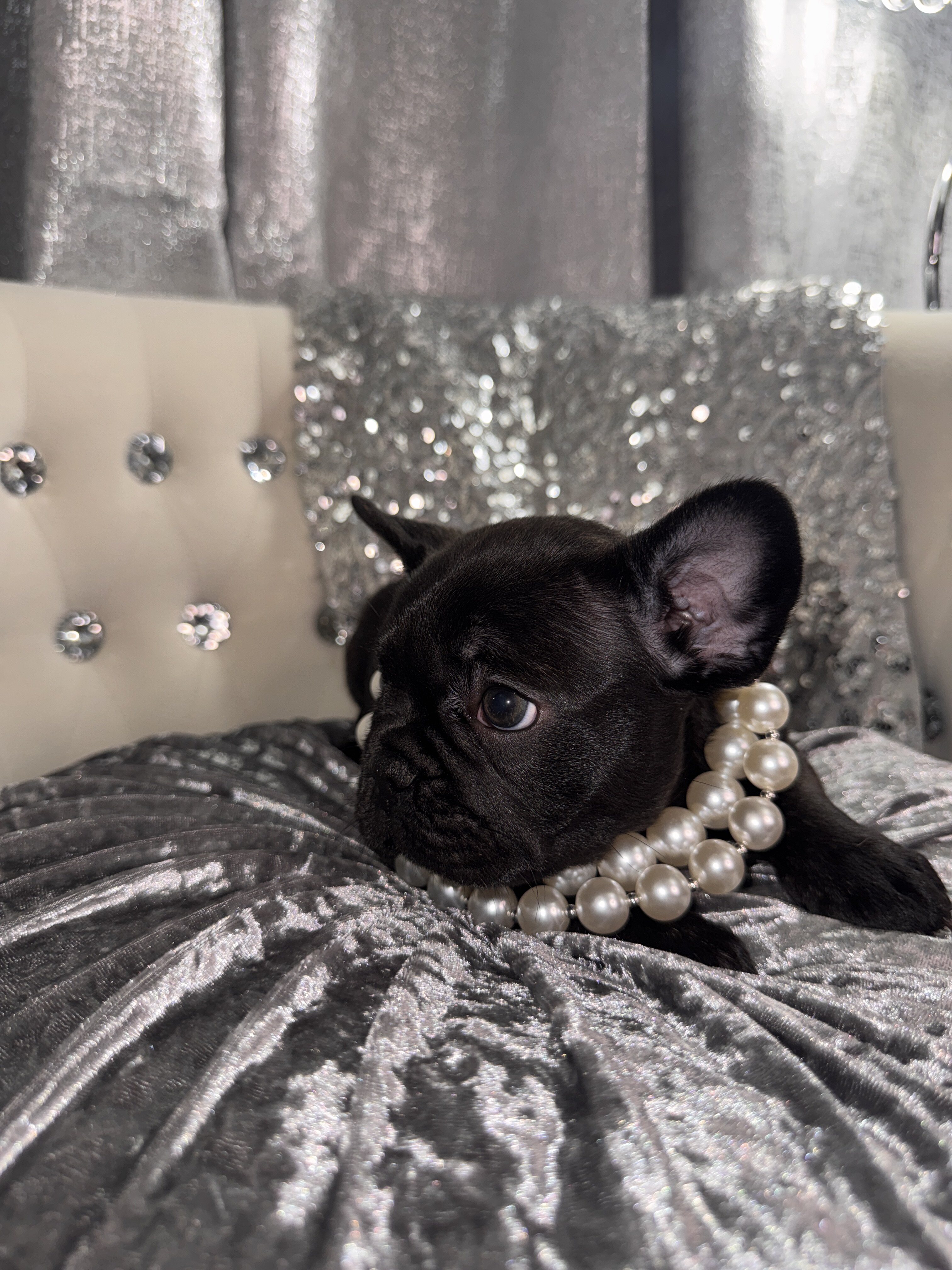 French bulldog Puppy image 5