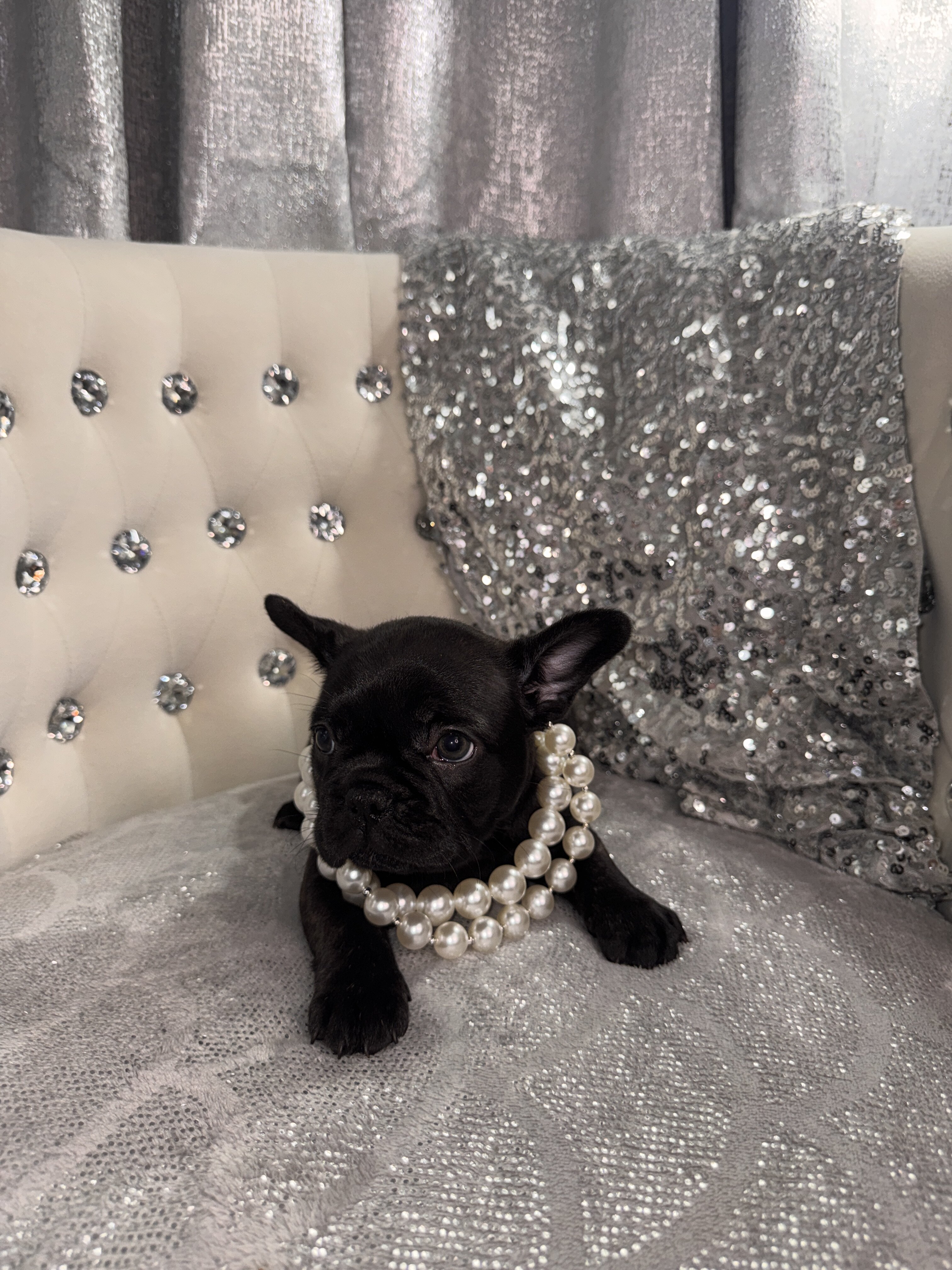 French bulldog Puppy image 4