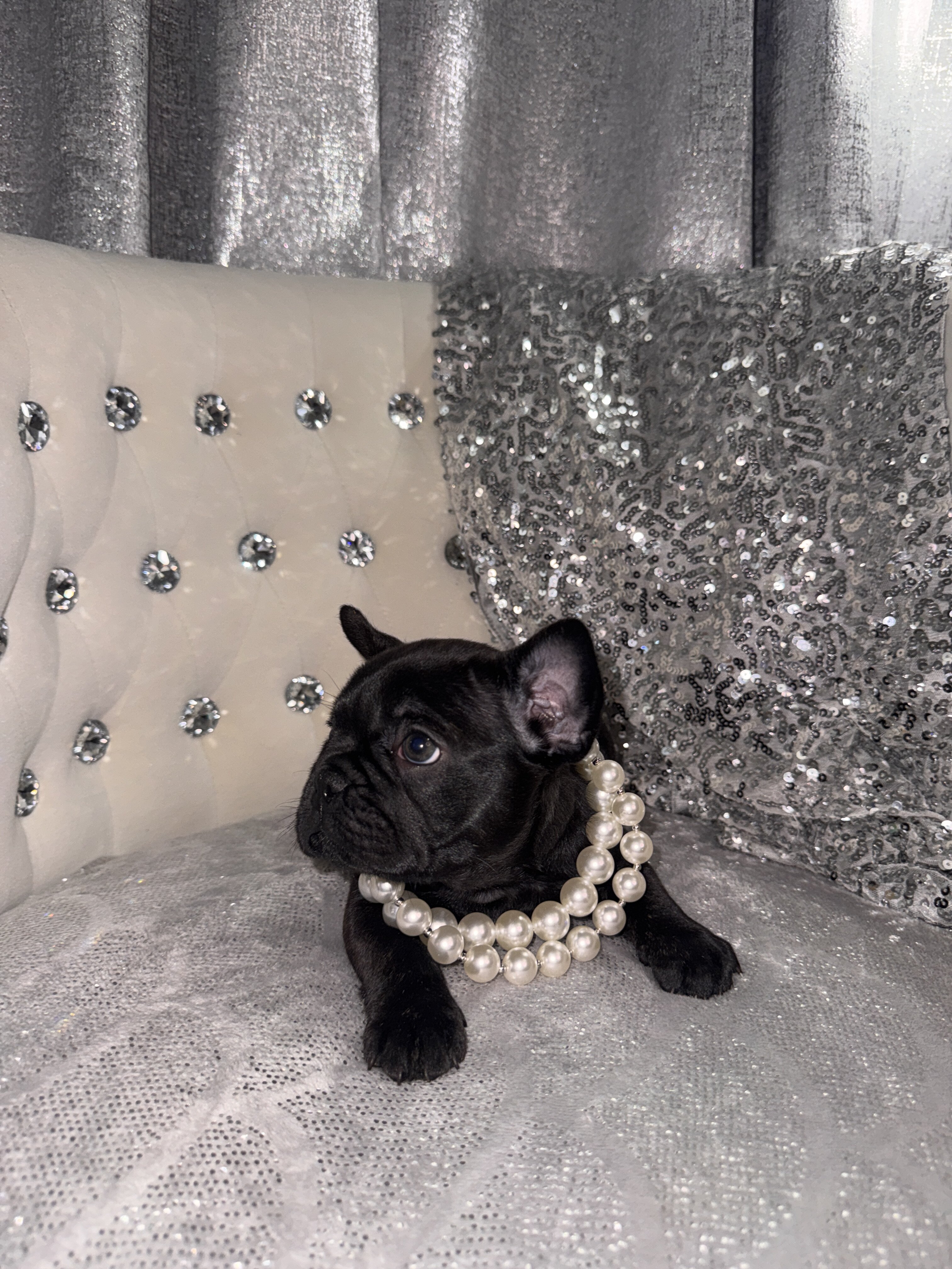 French bulldog Puppy image 3