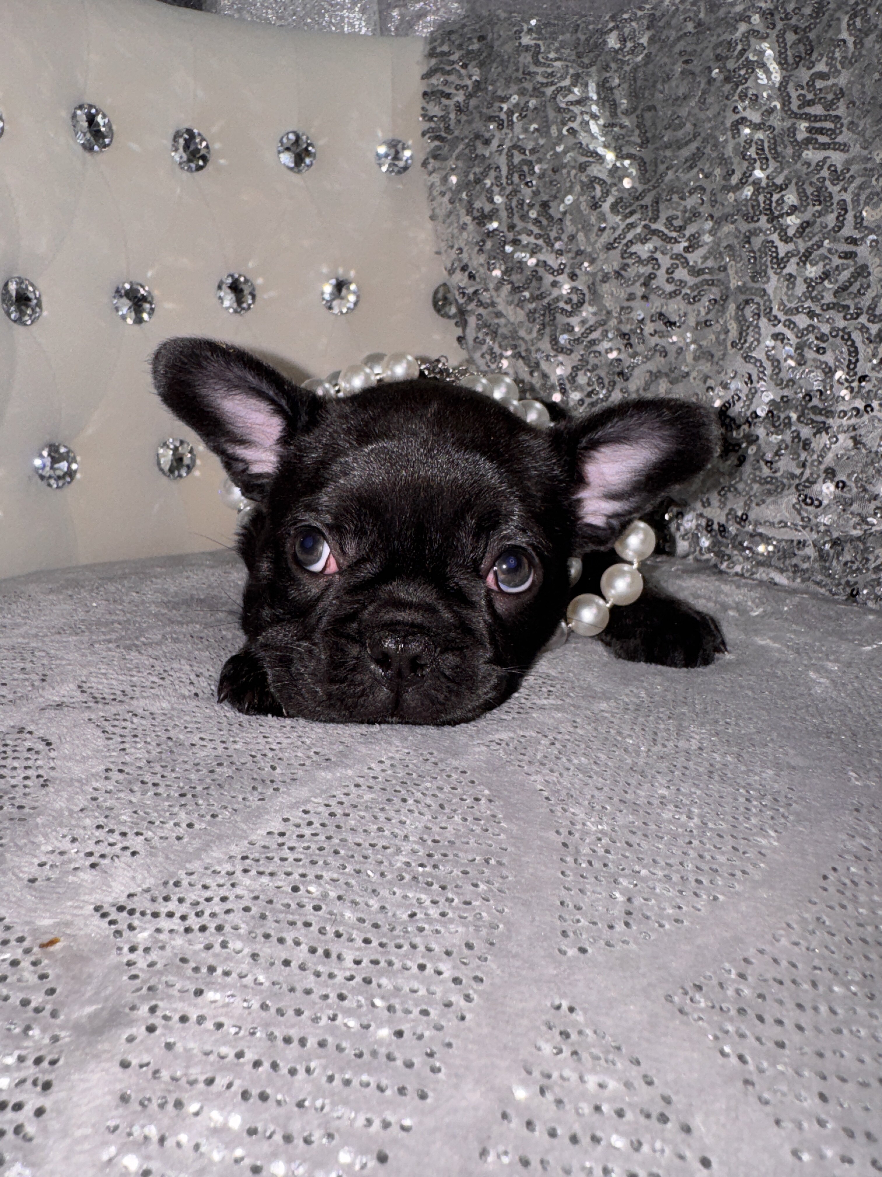 French bulldog Puppy image 2