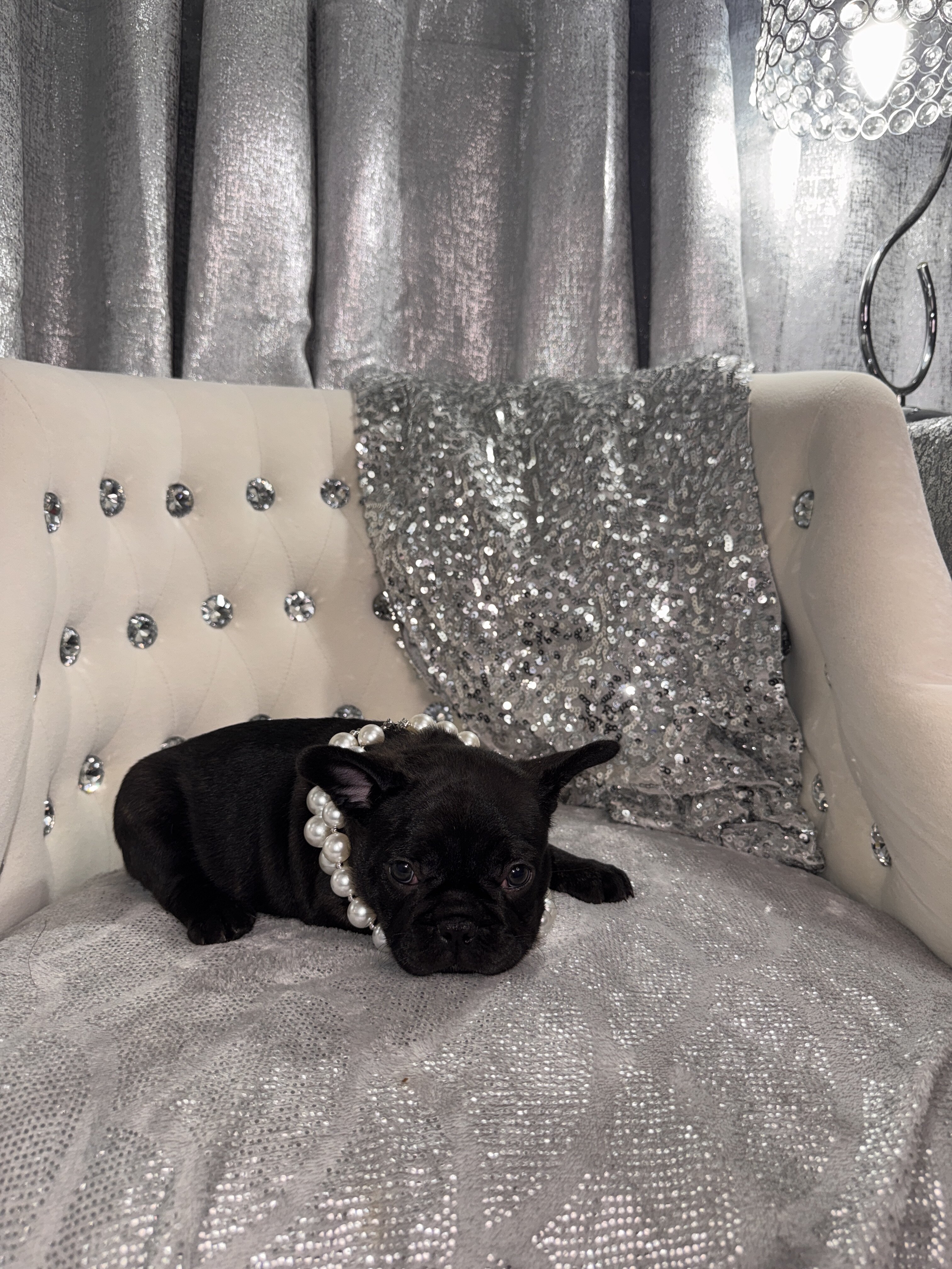 French bulldog Puppy image 1