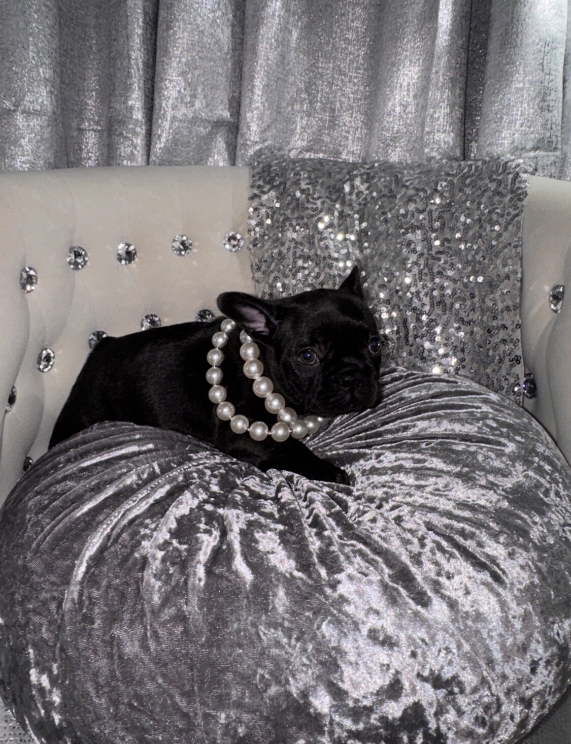 French bulldog Puppy image 10