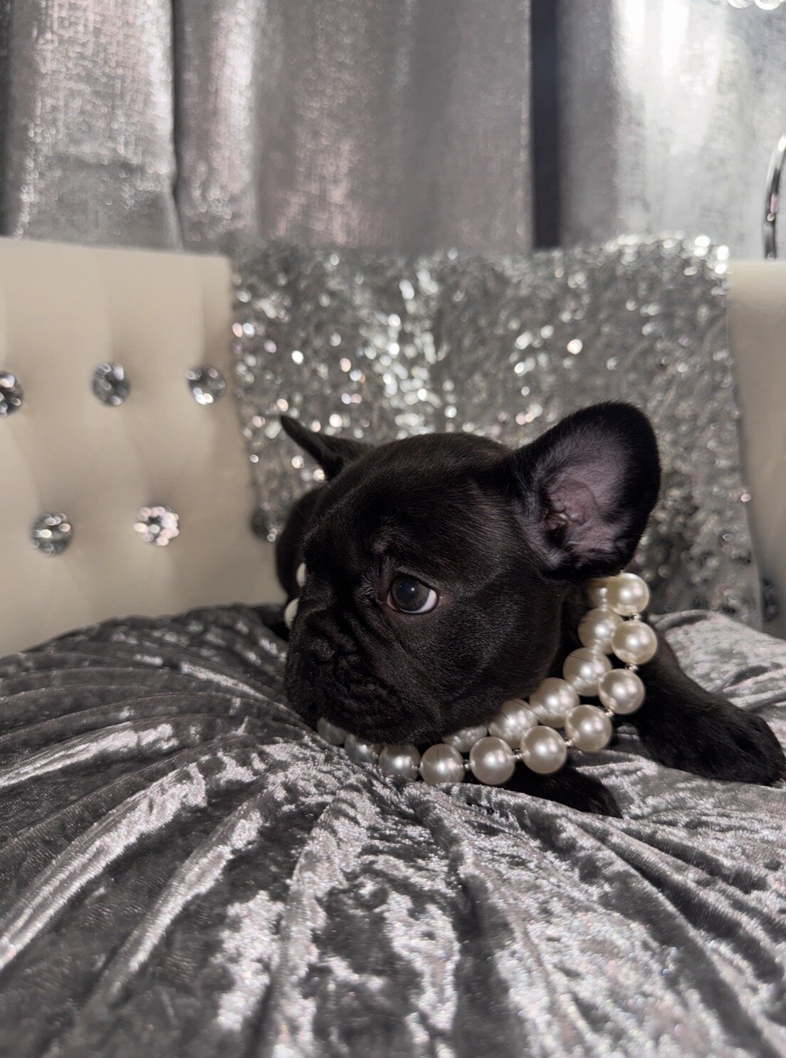 French bulldog Puppy image 9