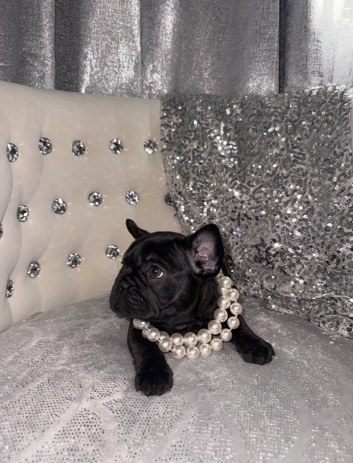 French bulldog Puppy image 7