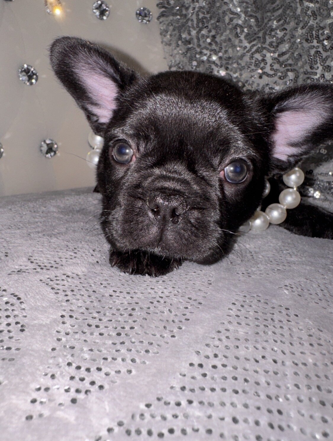 French bulldog Puppy image 8