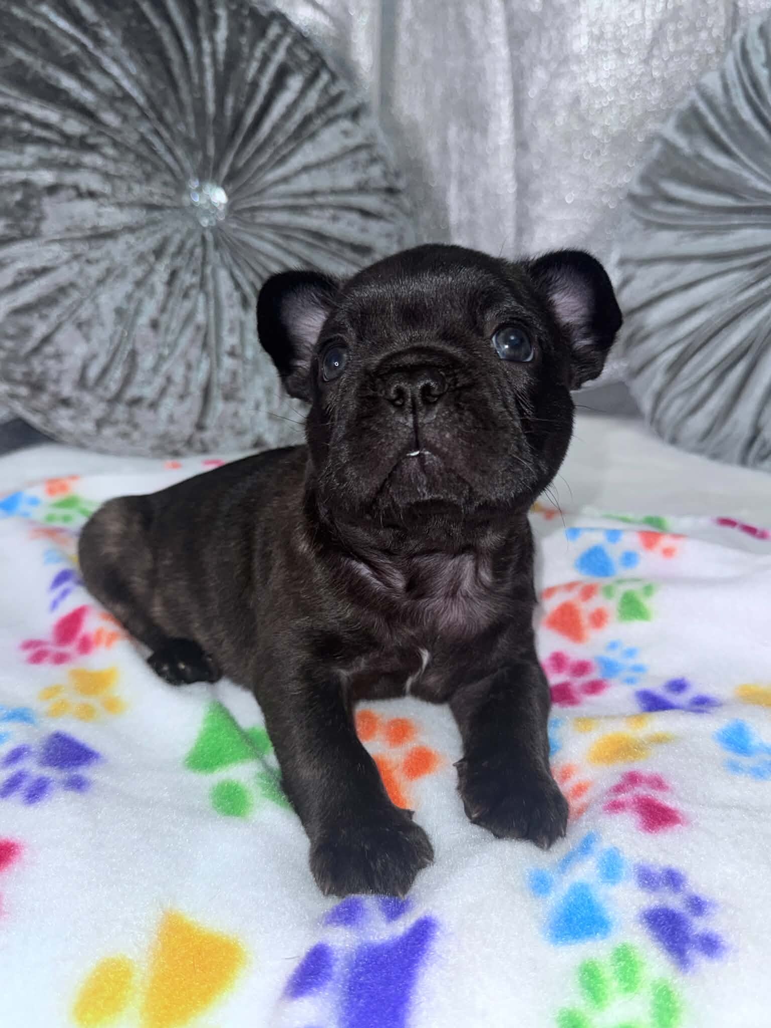 French bulldog puppies image 1
