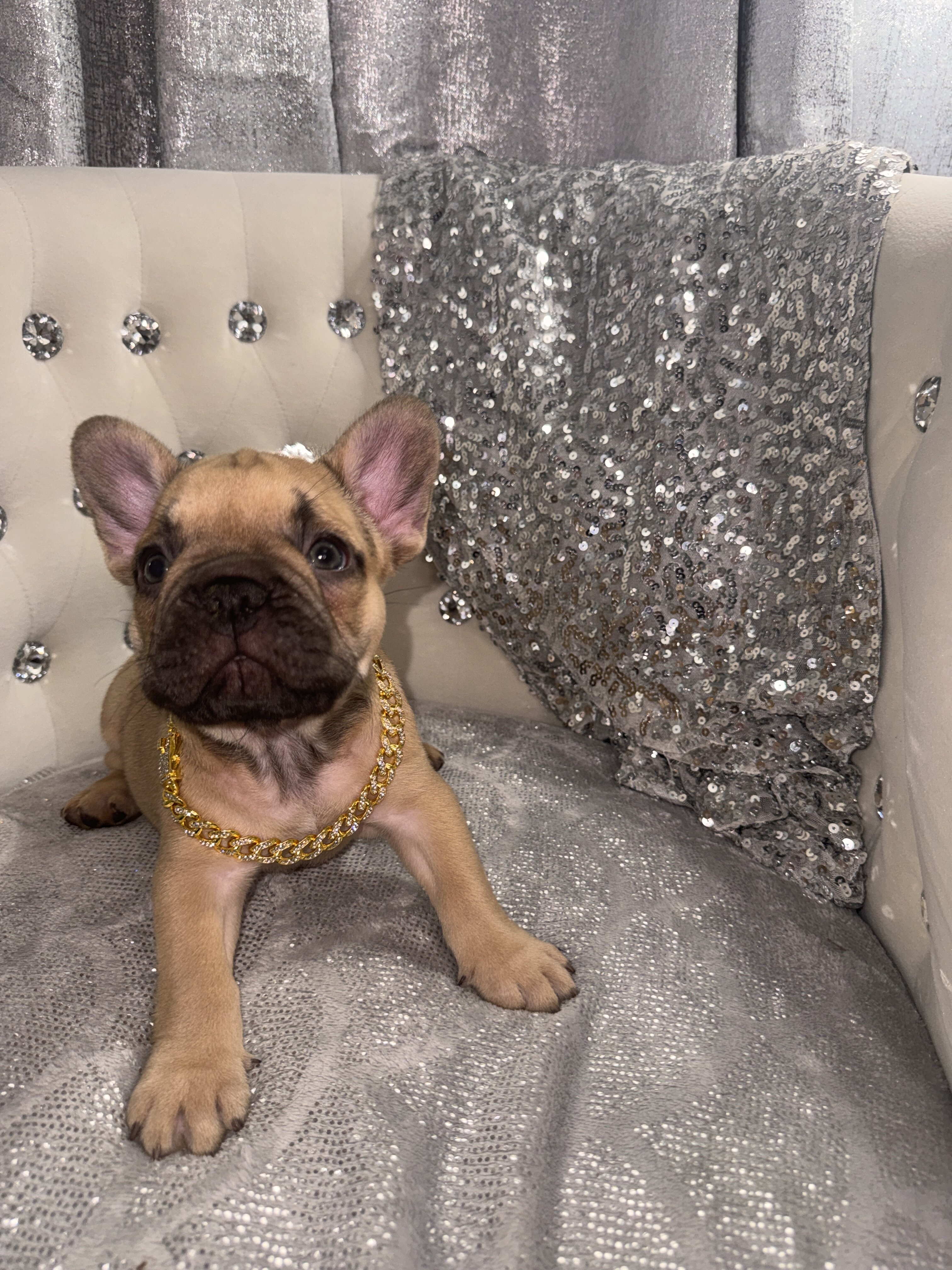 French bulldog male image 1