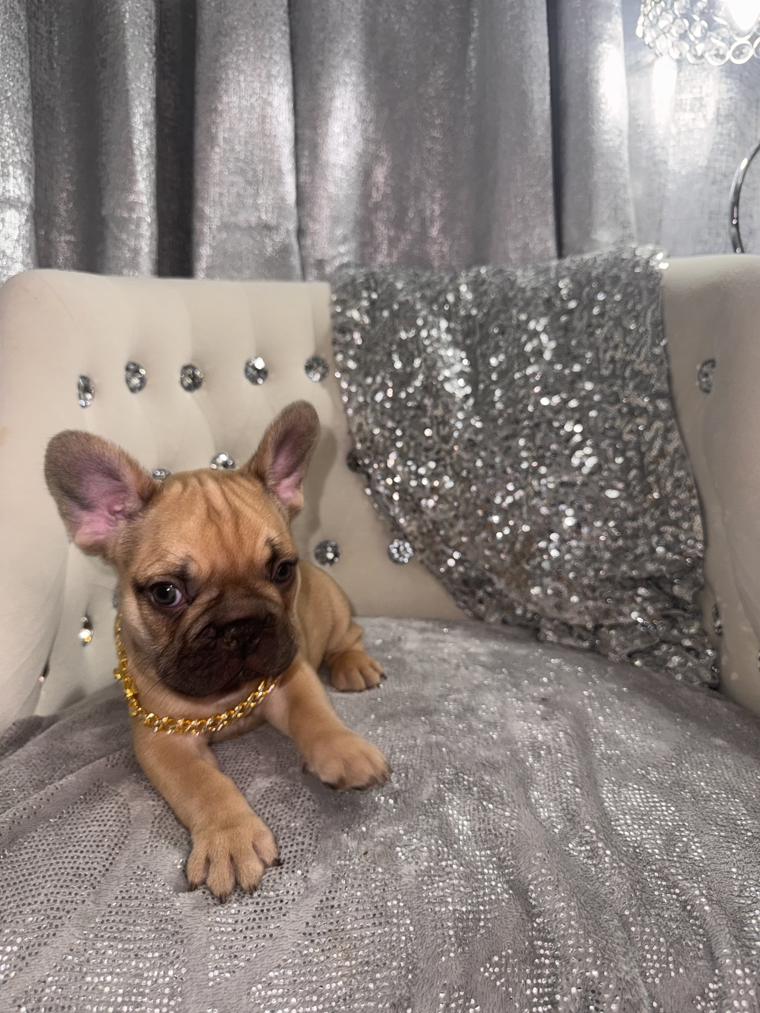 French bulldog male image 2