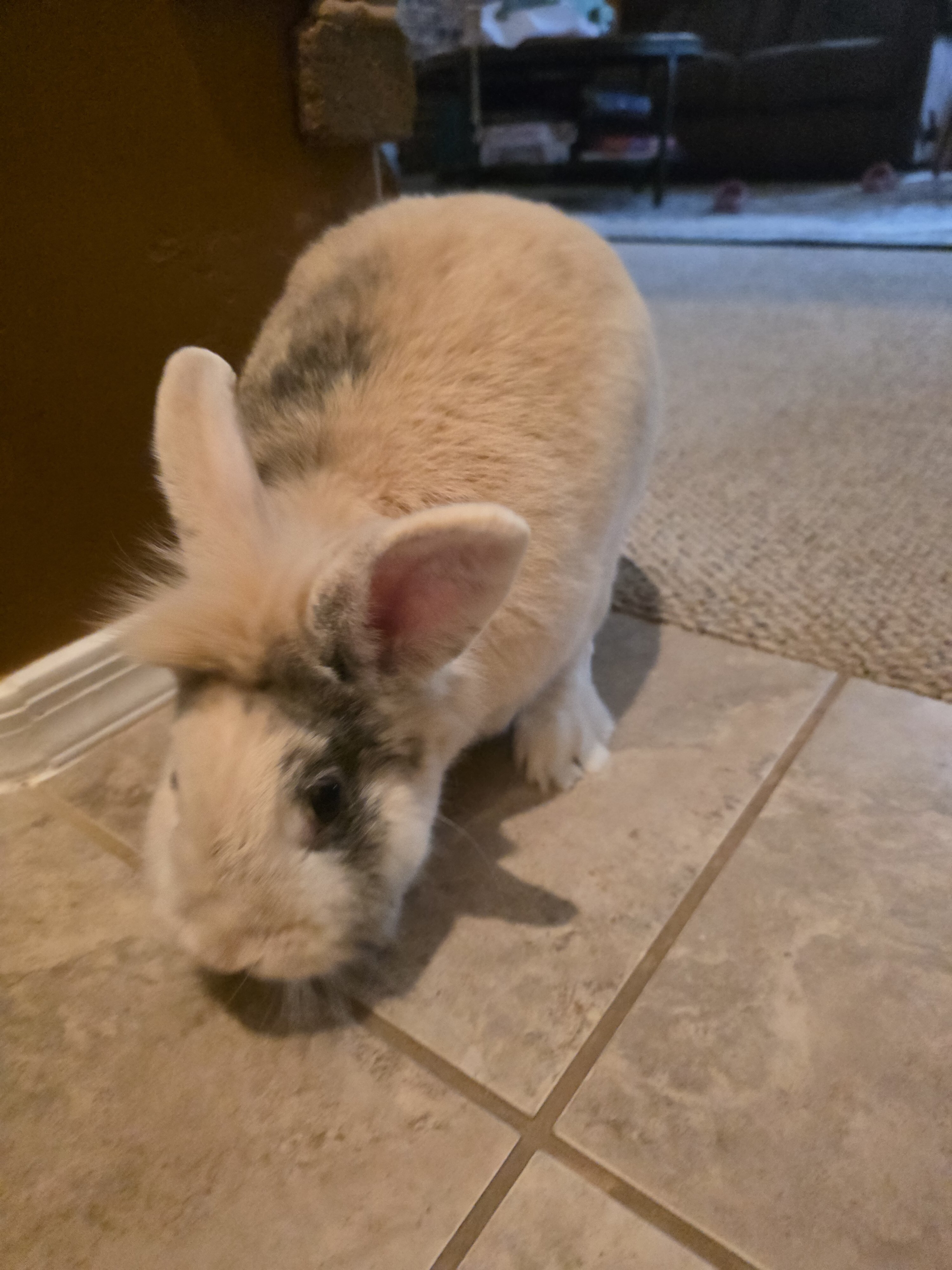 Male Lion Hair Bunny image 5