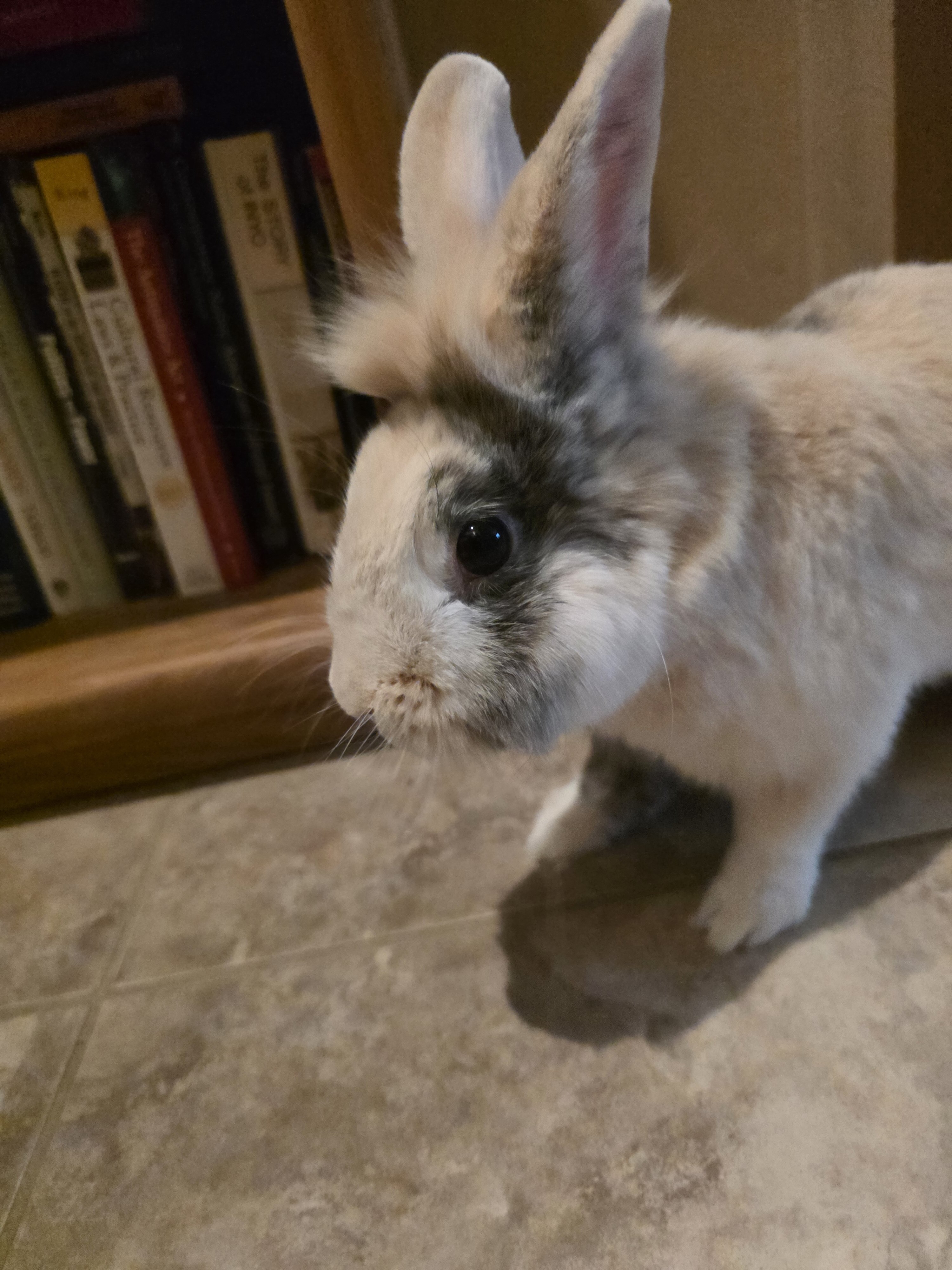 Male Lion Hair Bunny image 6