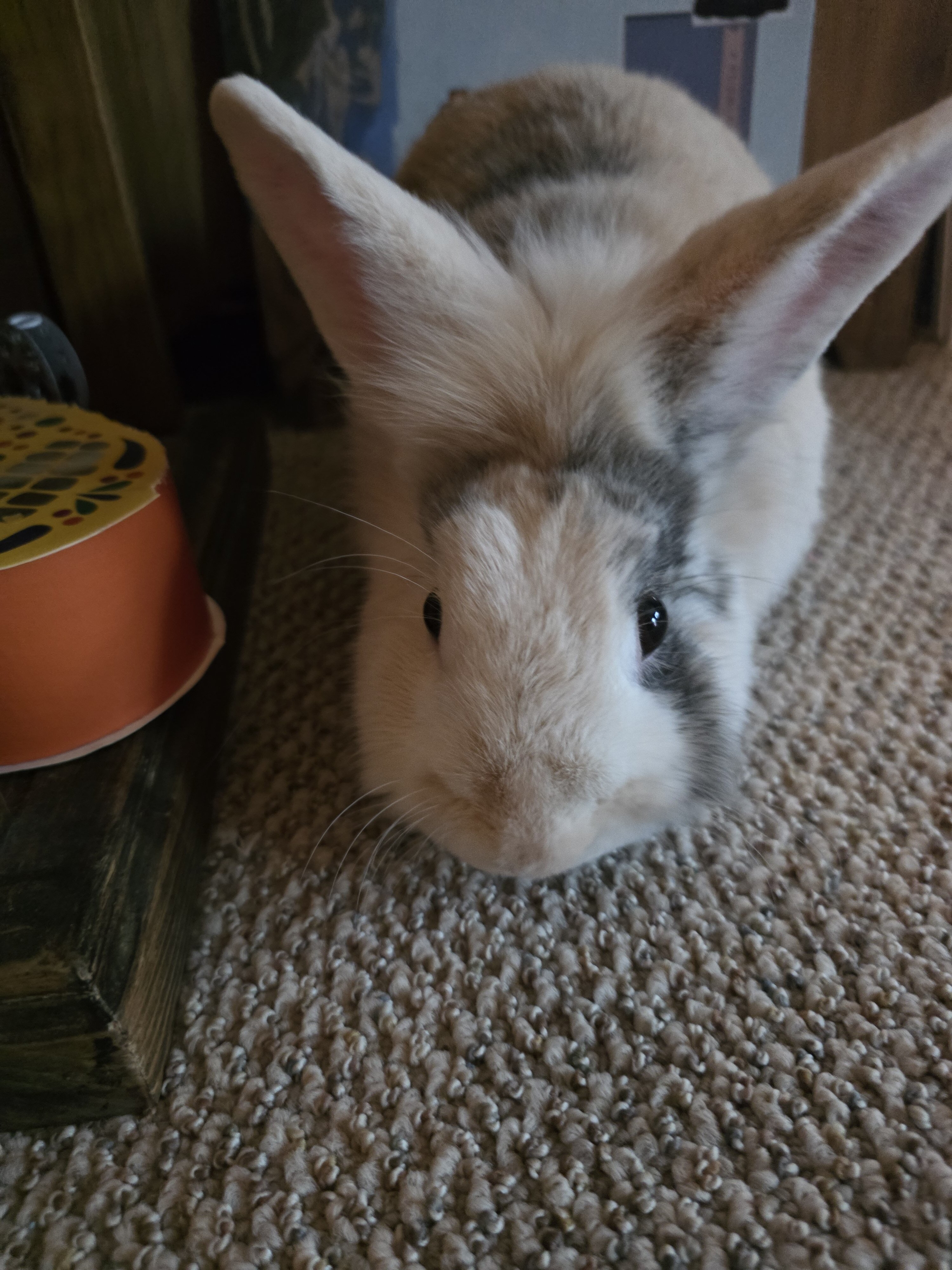 Male Lion Hair Bunny image 2