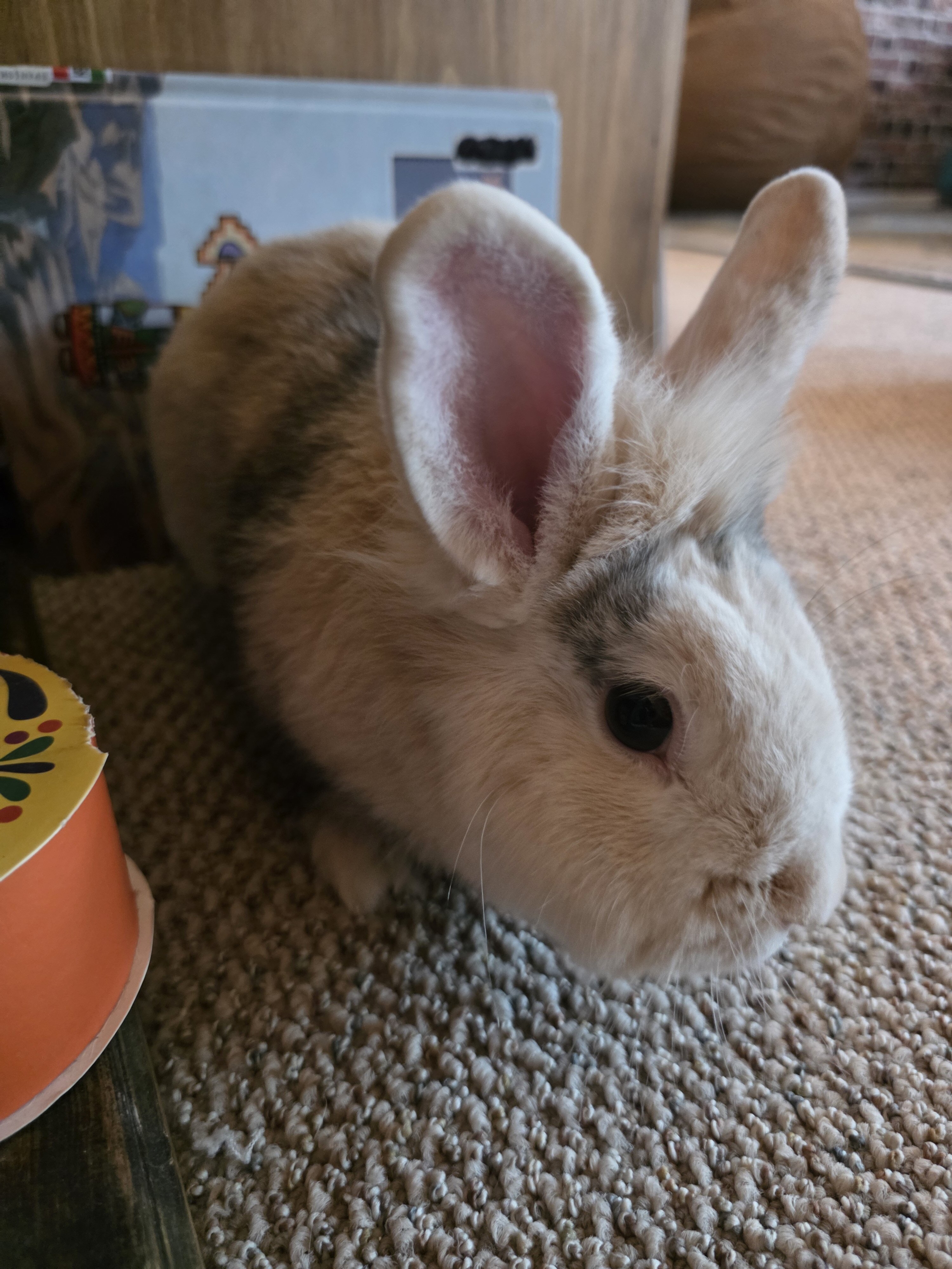 Male Lion Hair Bunny image 1