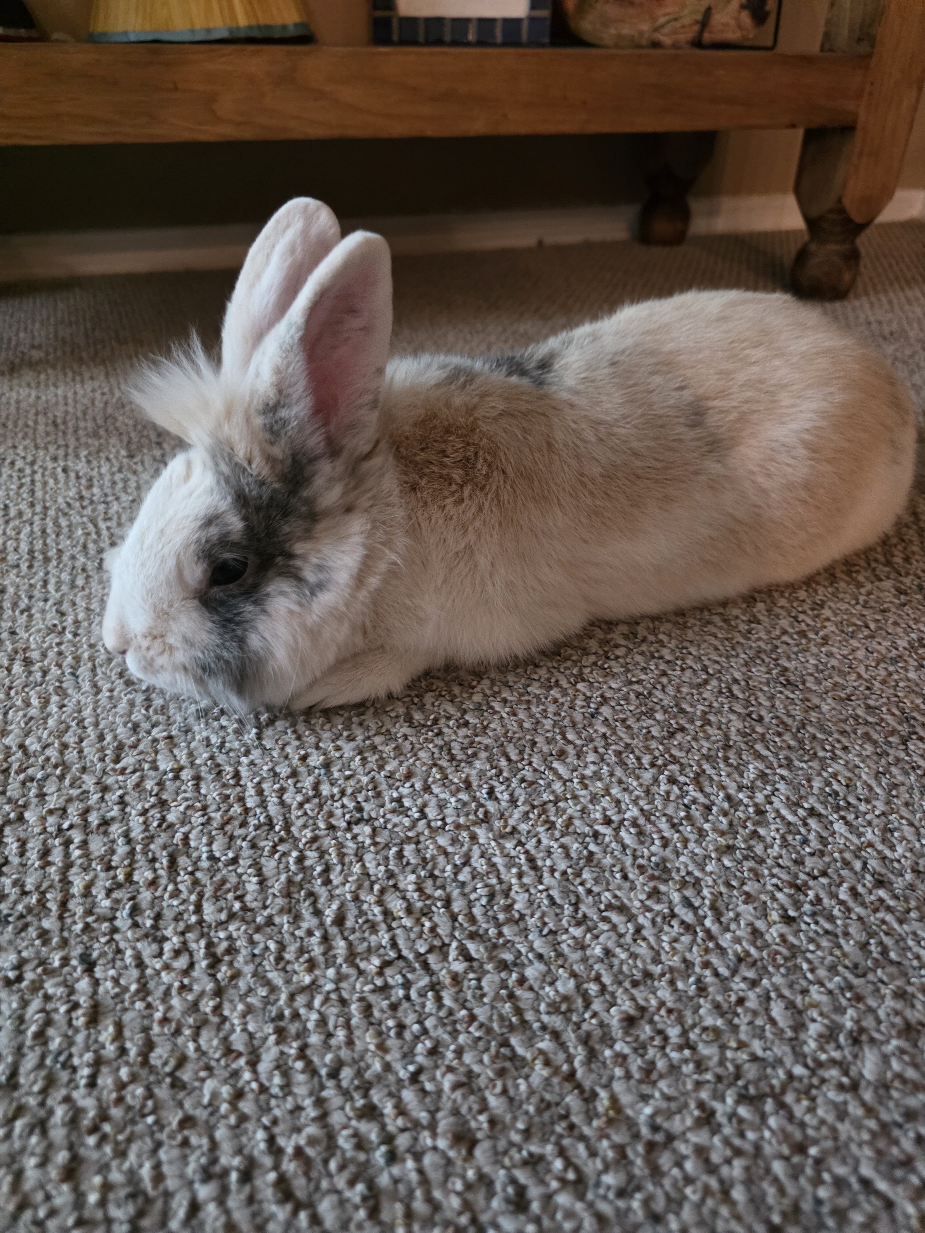 Male Lion Hair Bunny image 3