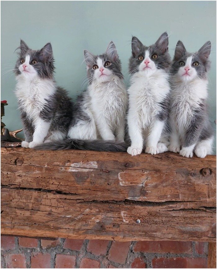Gorgeous Maine coon Kittens image 1