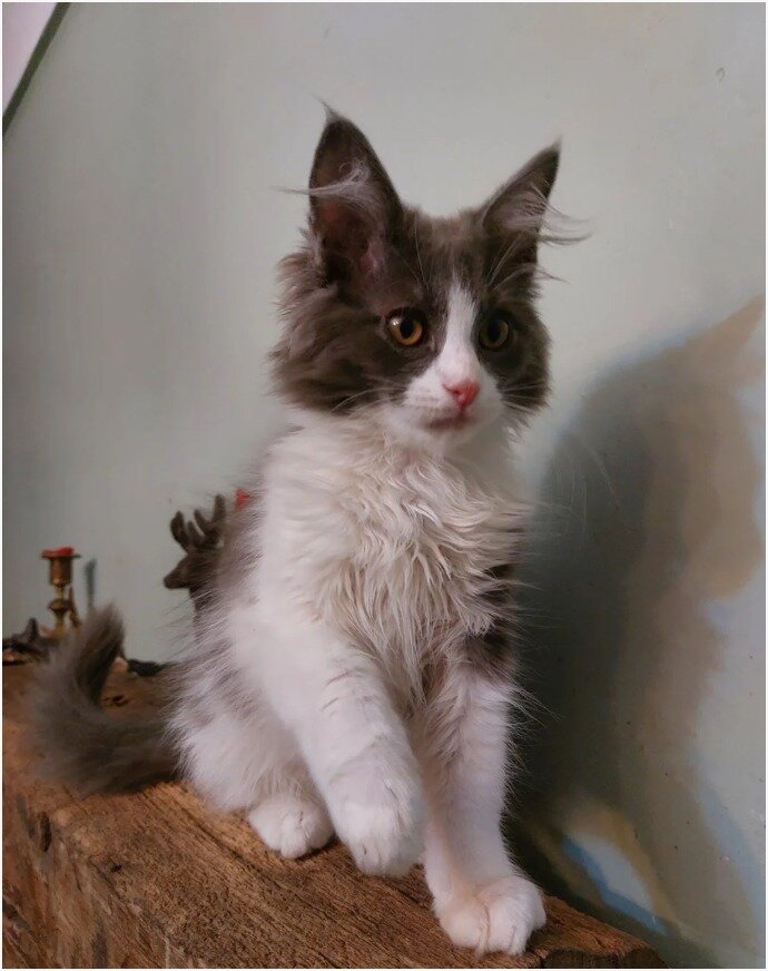 Gorgeous Maine coon Kittens image 4