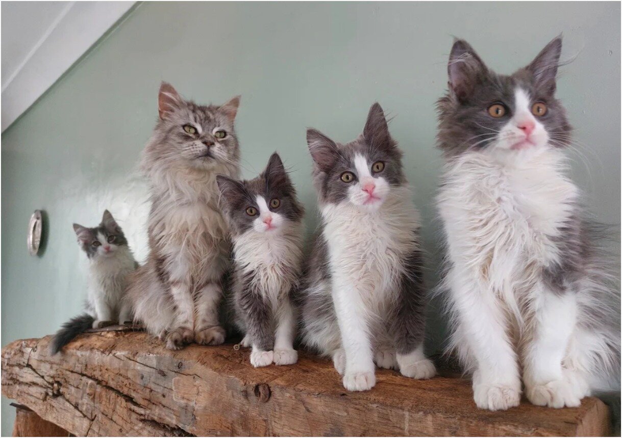 Gorgeous Maine coon Kittens image 2
