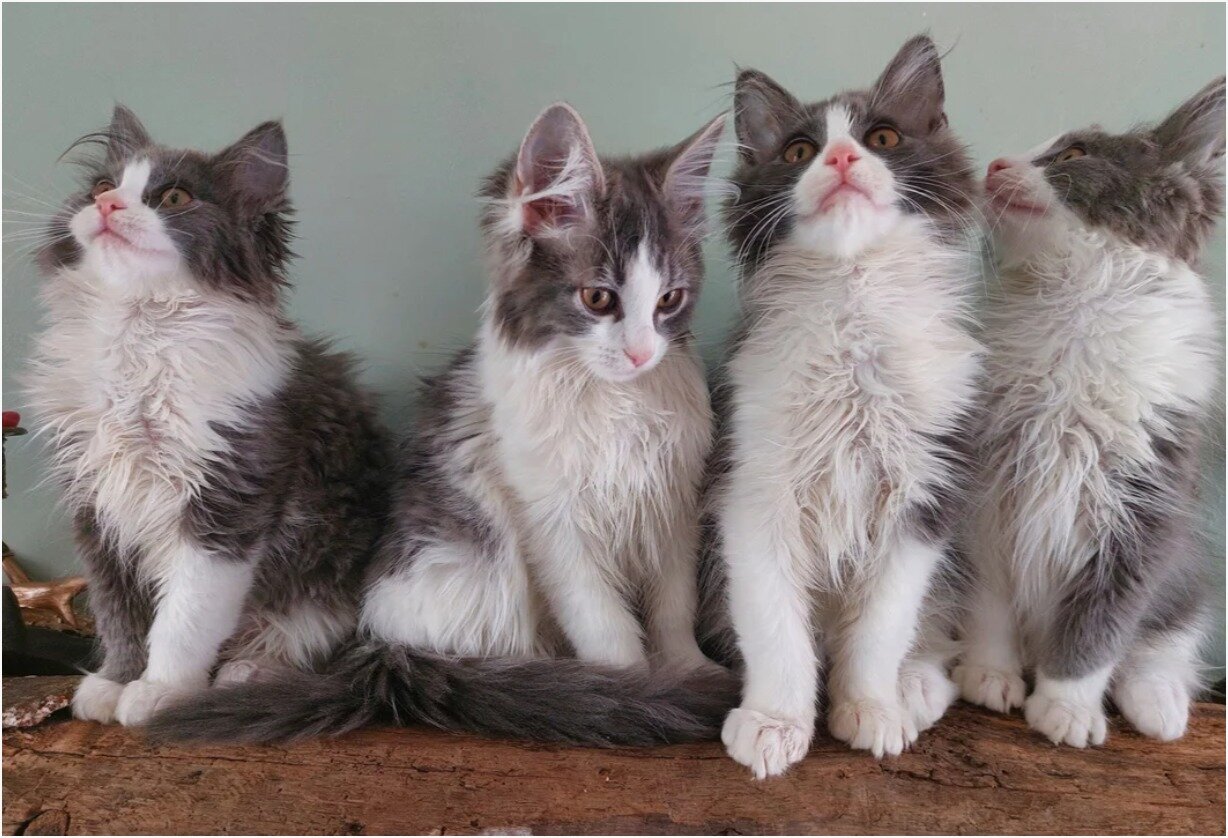 Gorgeous Maine coon Kittens image 3
