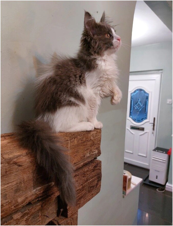 Gorgeous Maine coon Kittens image 5