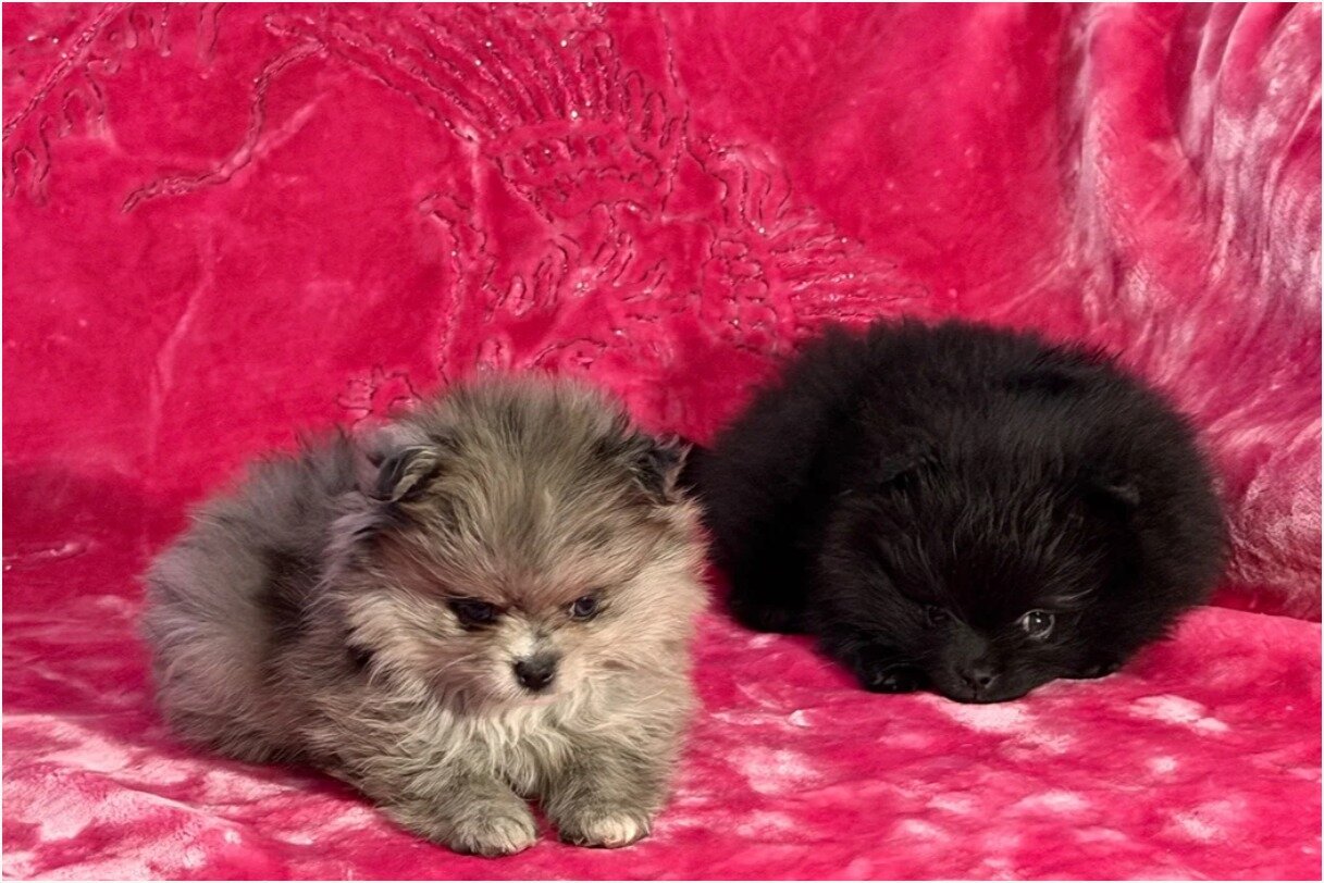 Gorgeous Pomsky Puppies image 1