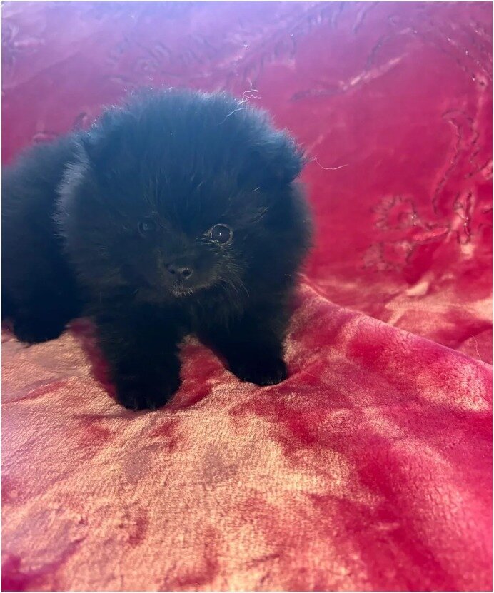 Gorgeous Pomsky Puppies image 3