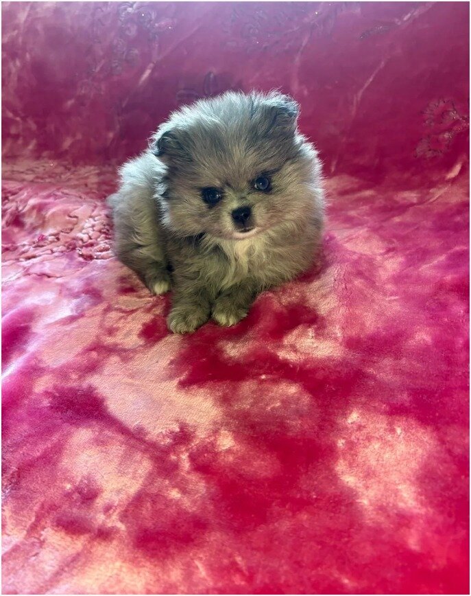 Gorgeous Pomsky Puppies image 5