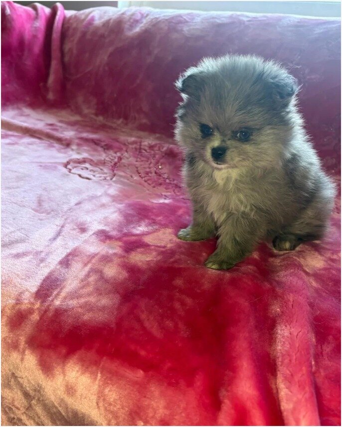 Gorgeous Pomsky Puppies image 4