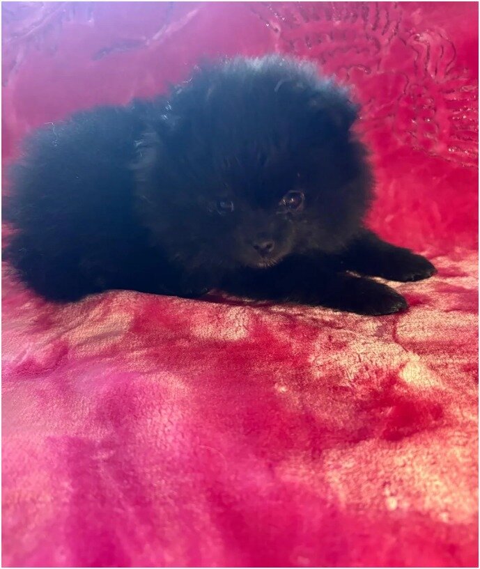 Gorgeous Pomsky Puppies image 2