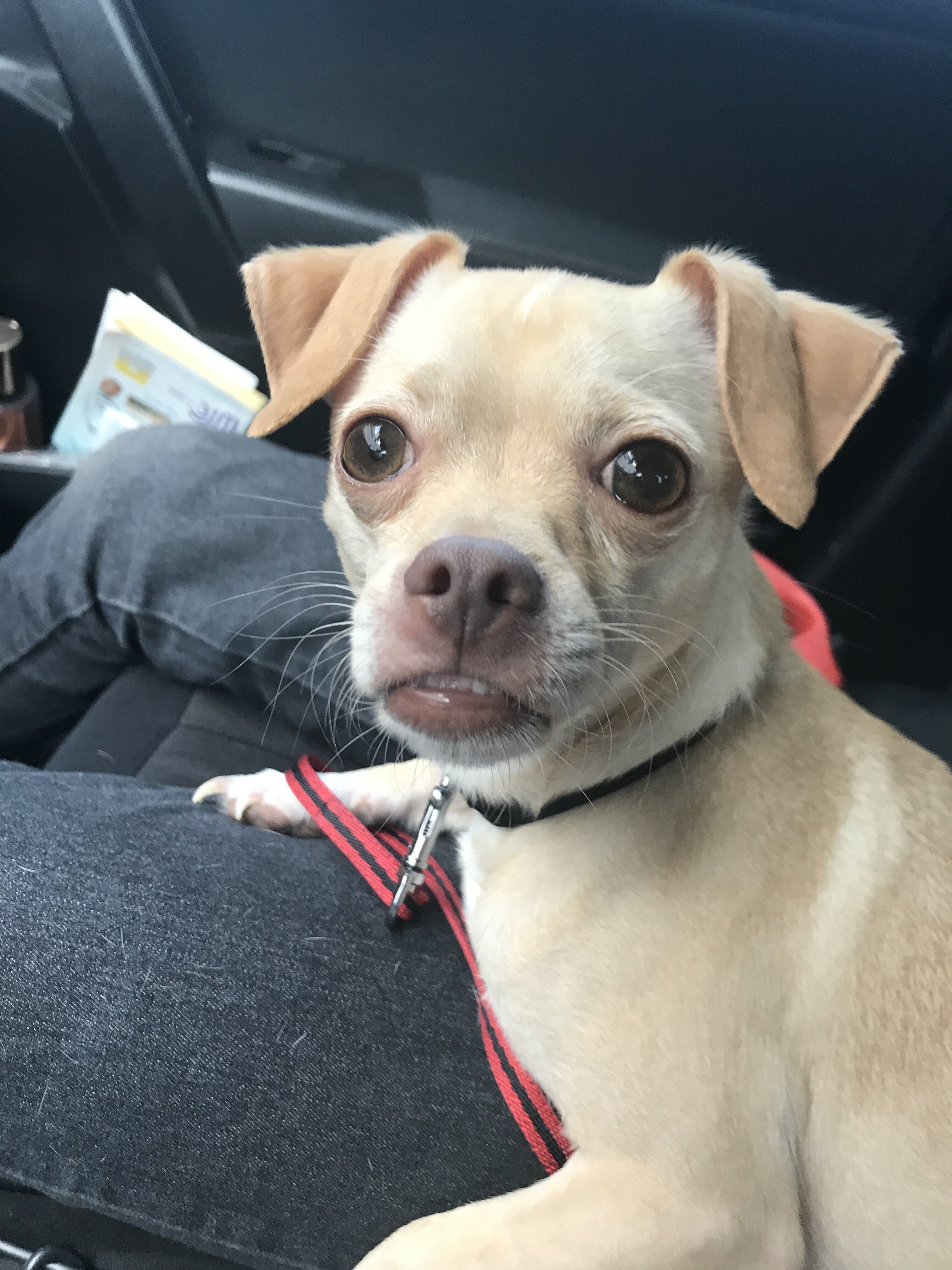 9 year old Chihuahua image 6