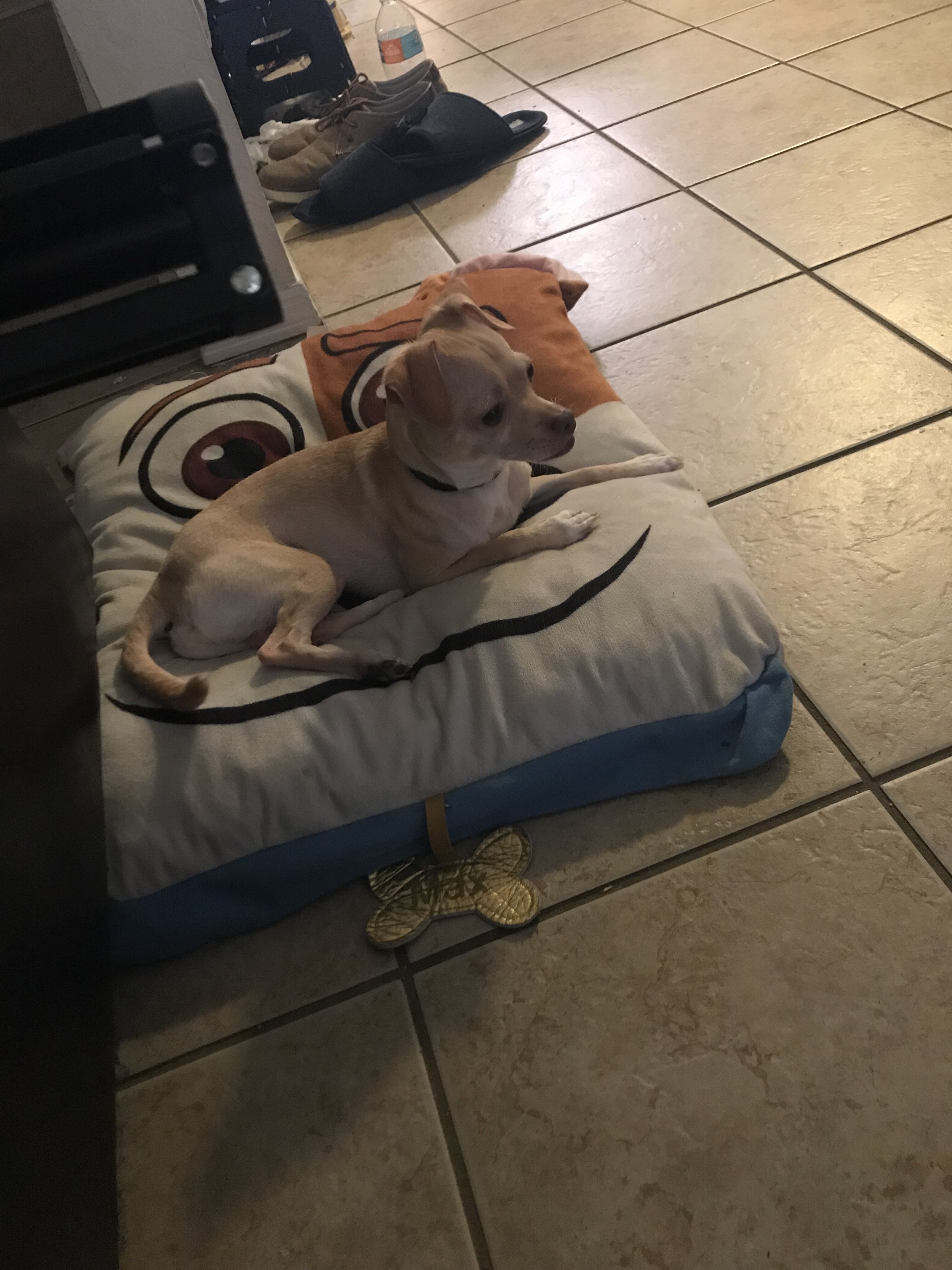 9 year old Chihuahua image 7