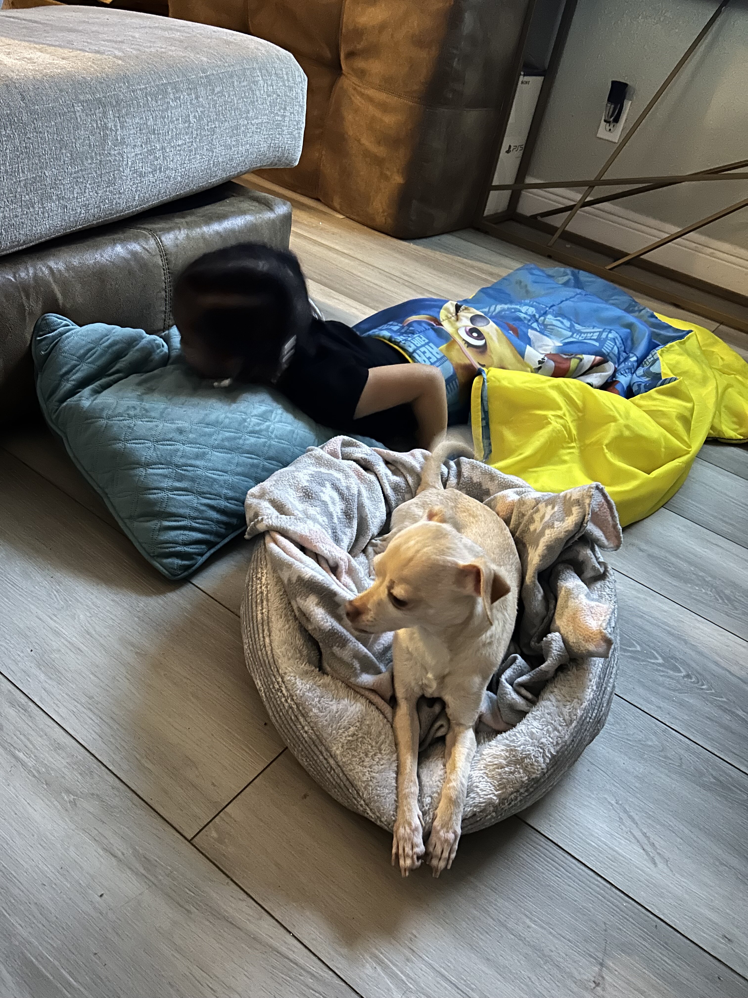 9 year old Chihuahua image 4