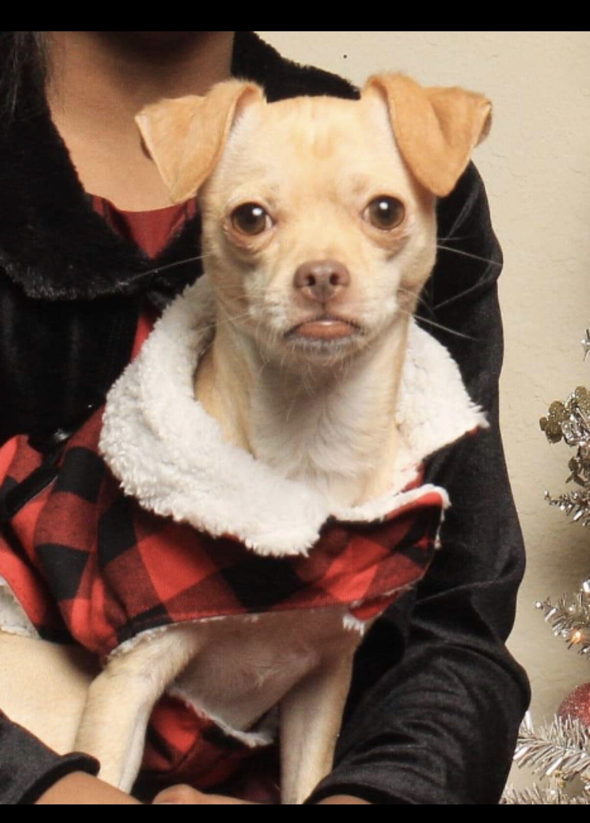 9 year old Chihuahua image 2