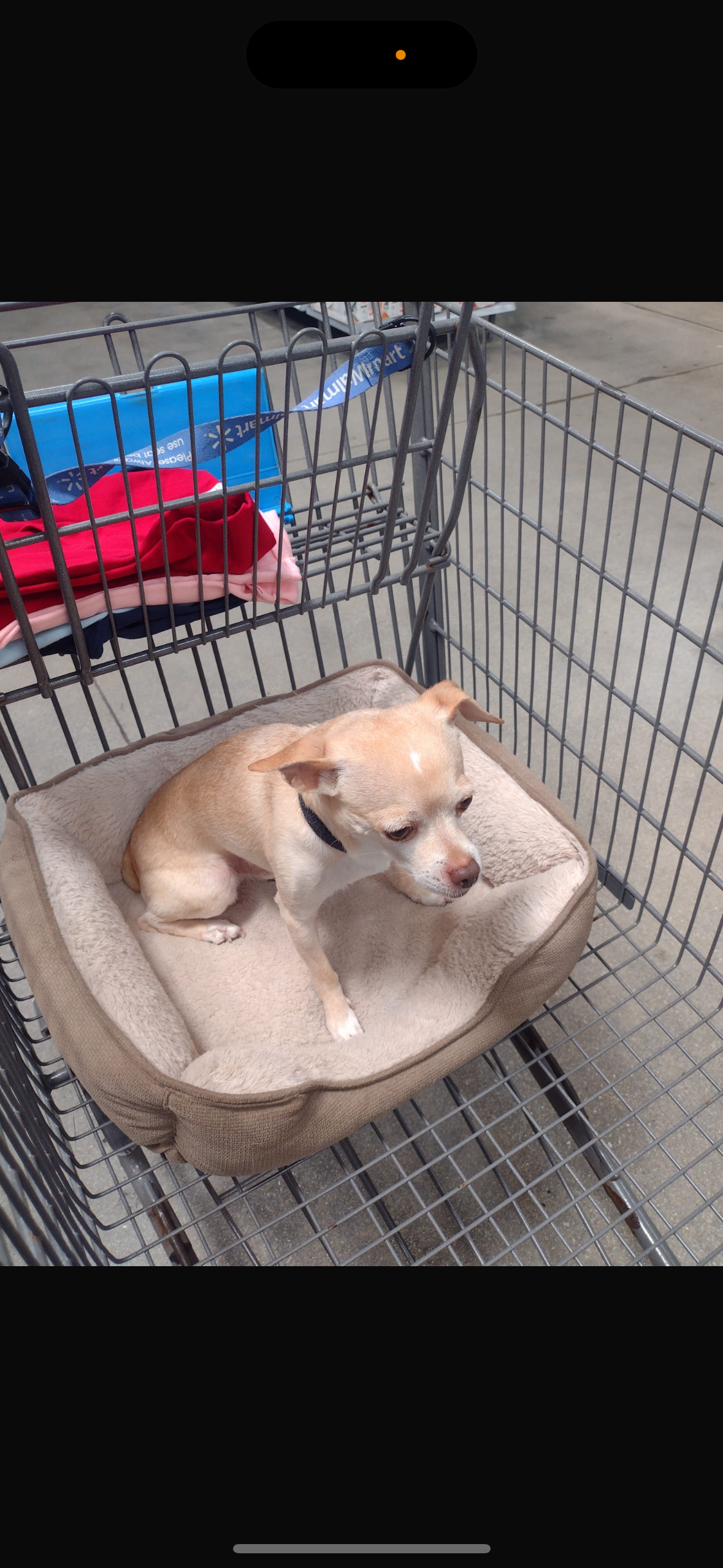 9 year old Chihuahua image 3