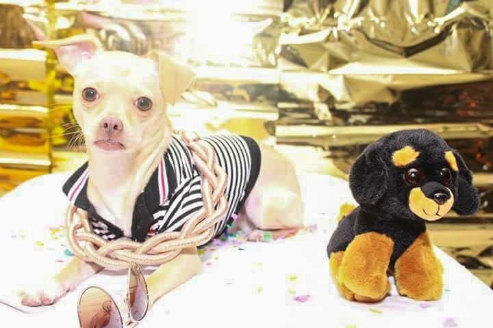 9 year old Chihuahua image 5