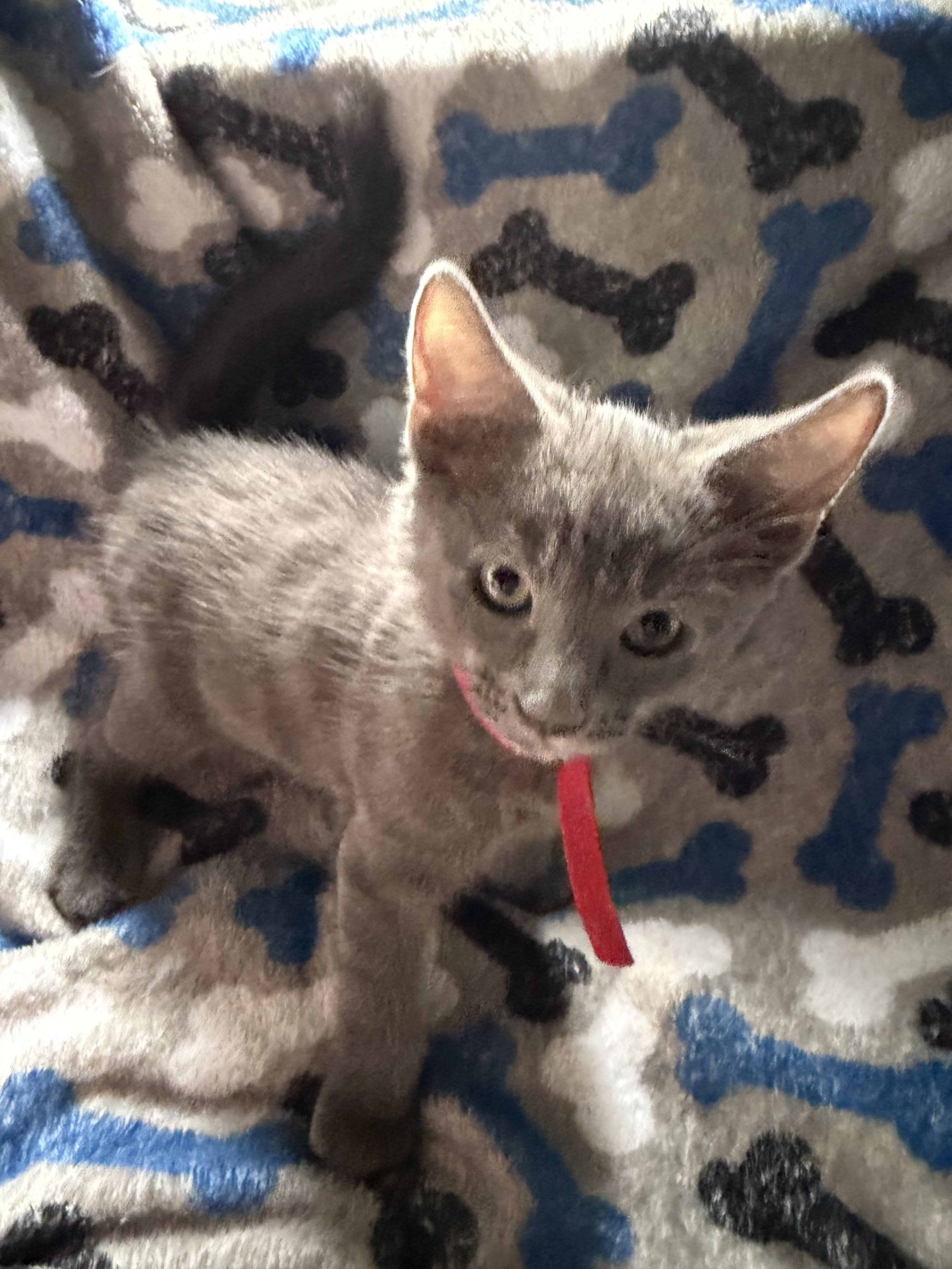 Russian blue kitten image 1