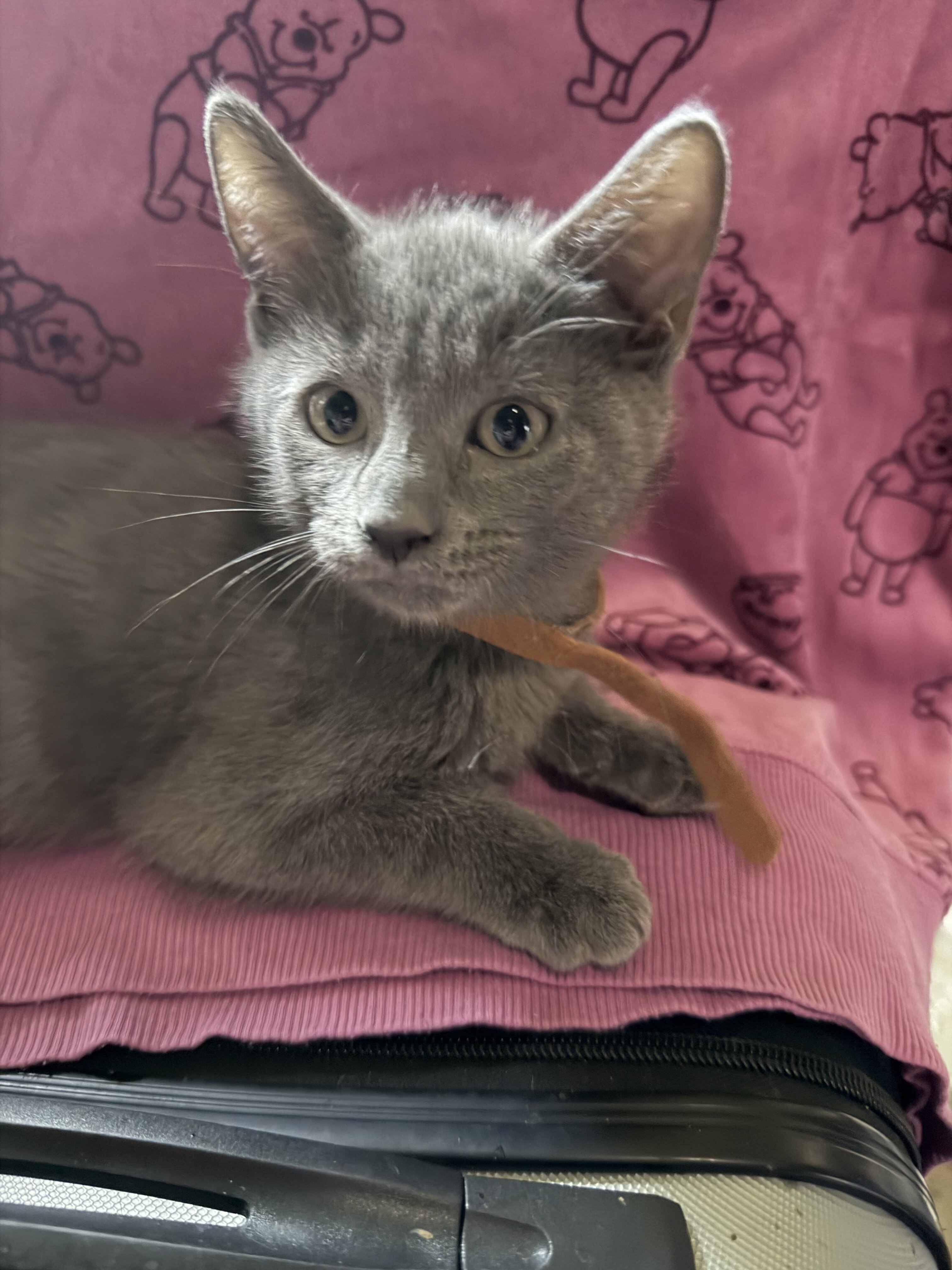 Russian blue kitten image 2