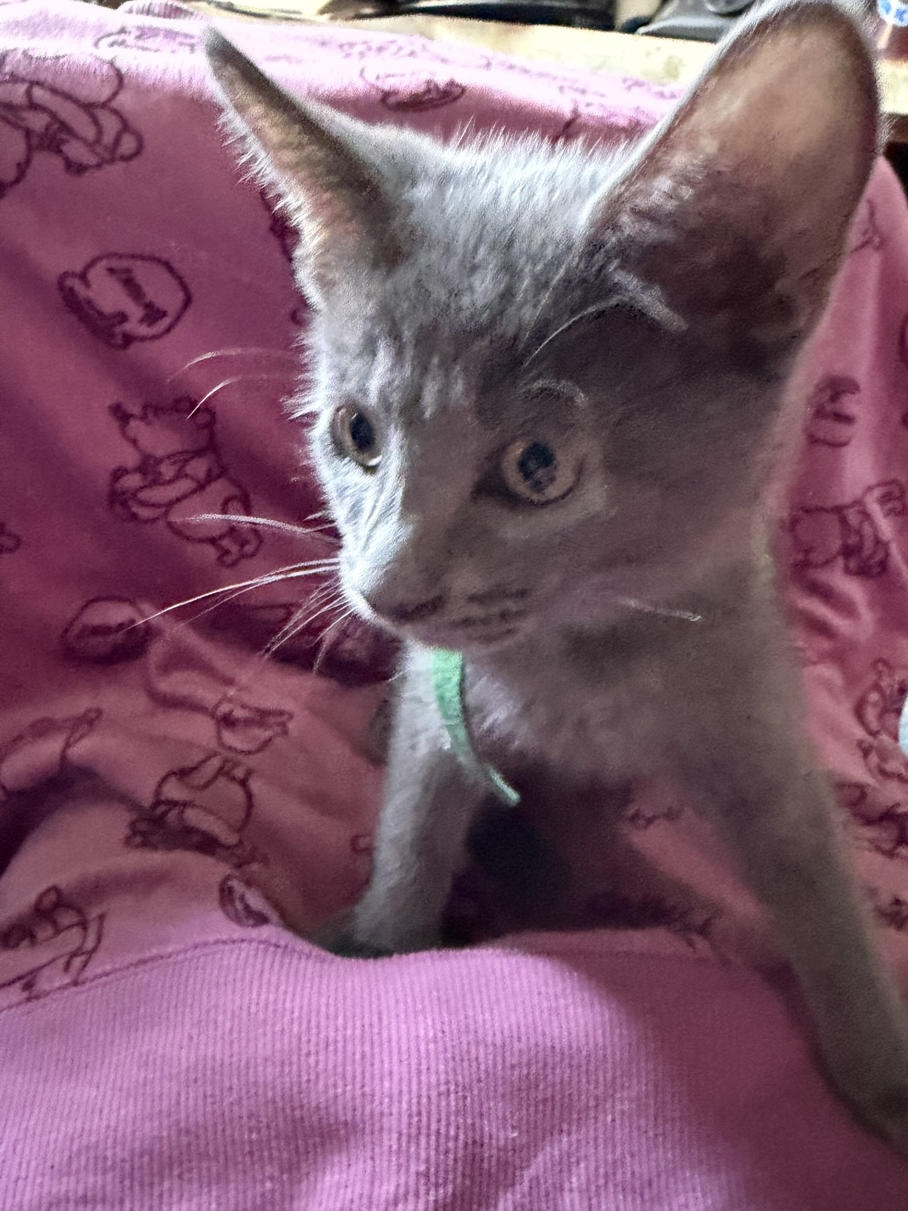 Russian blue kitten image 3