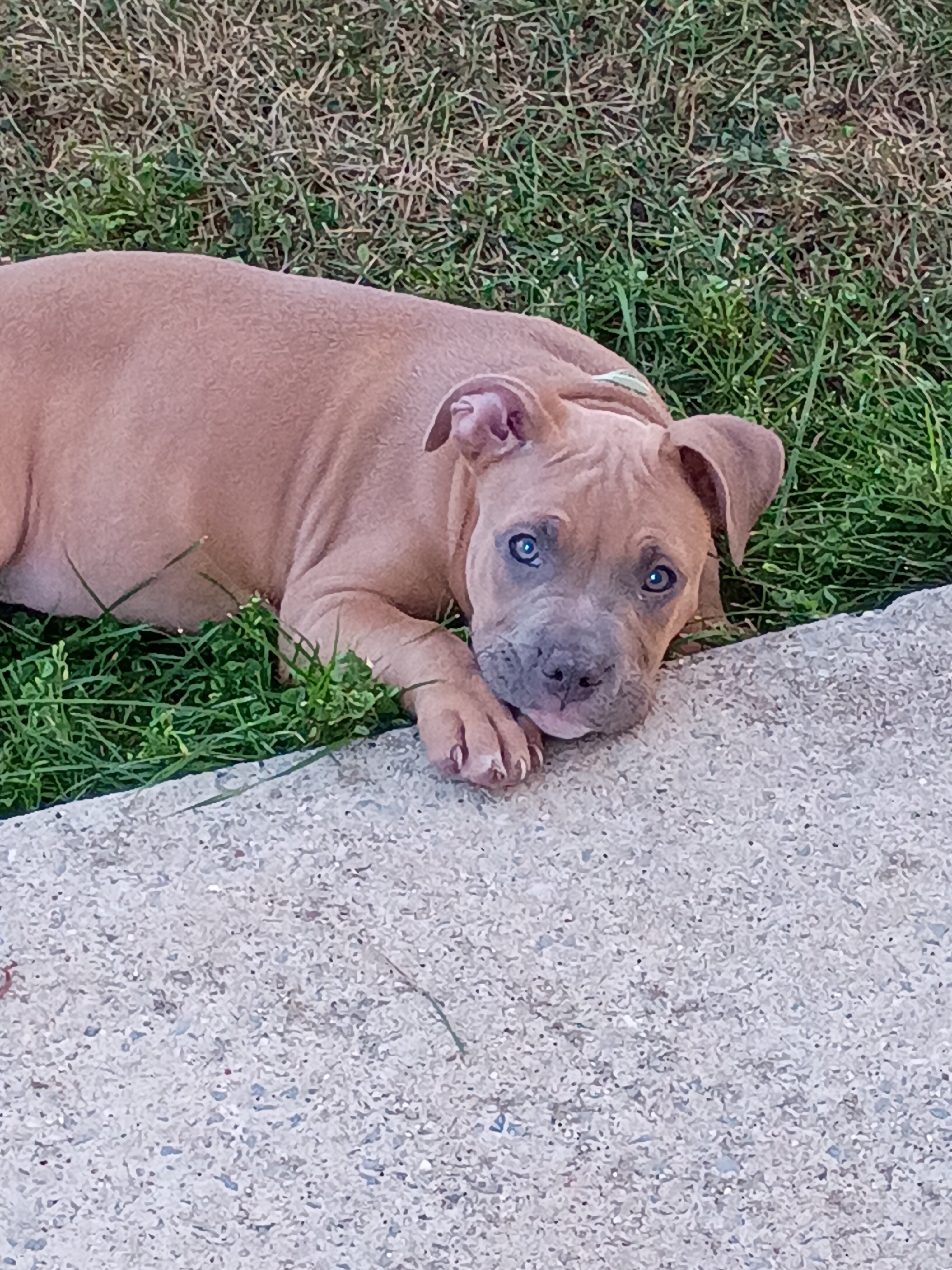 Puppy To Good Home image 2