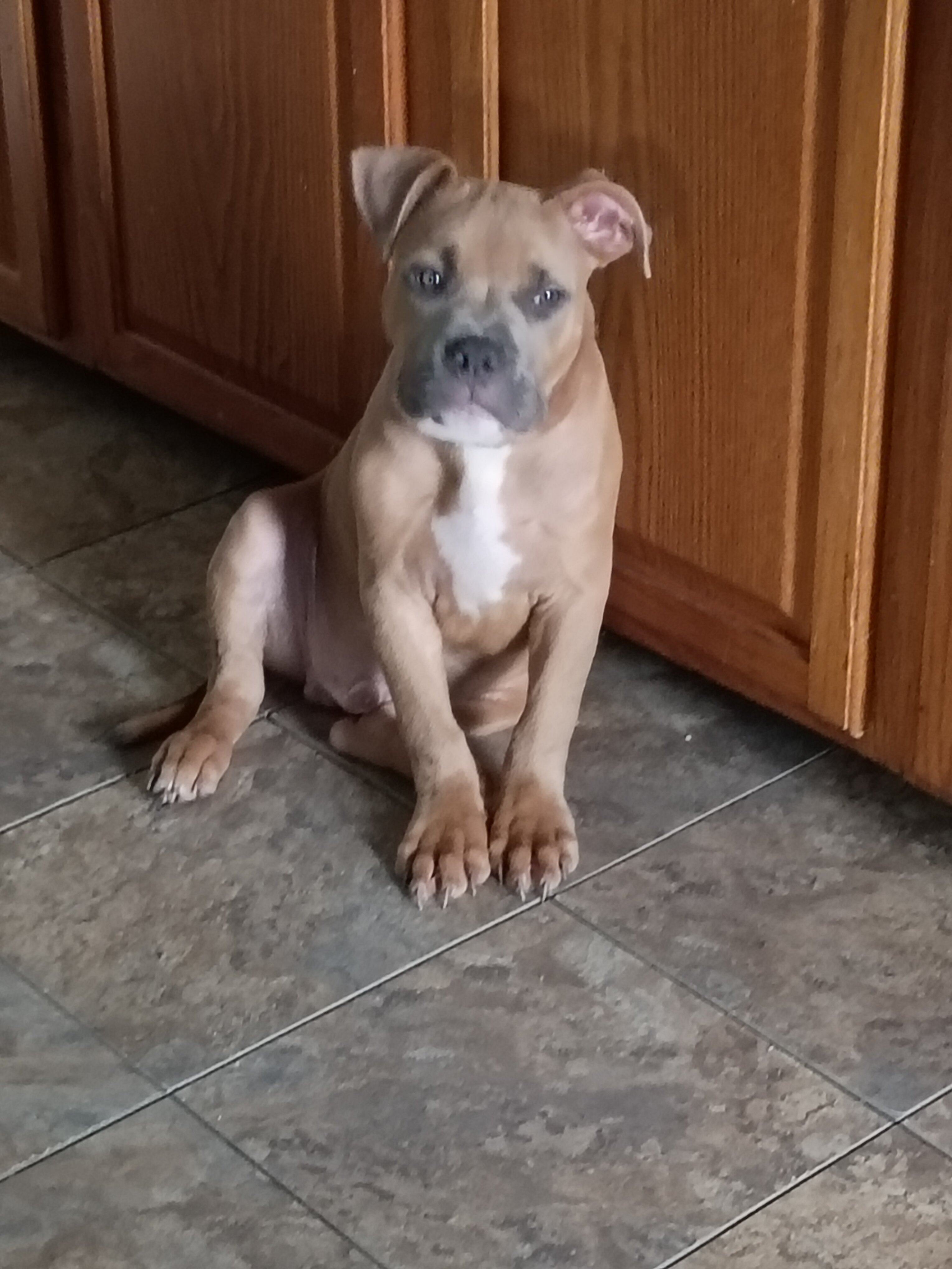 Puppy To Good Home image 1