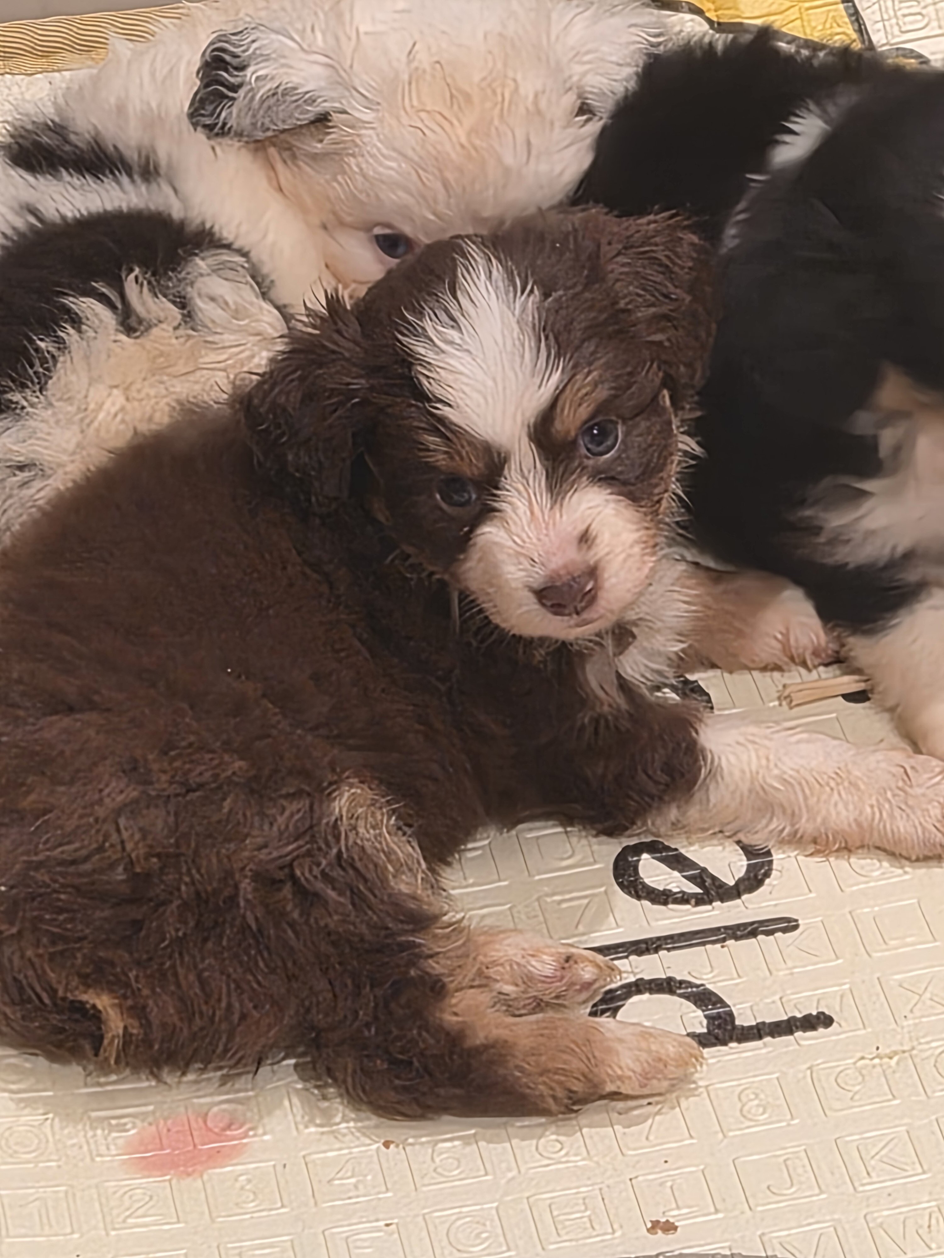 Toy Australian Shepherd image 6
