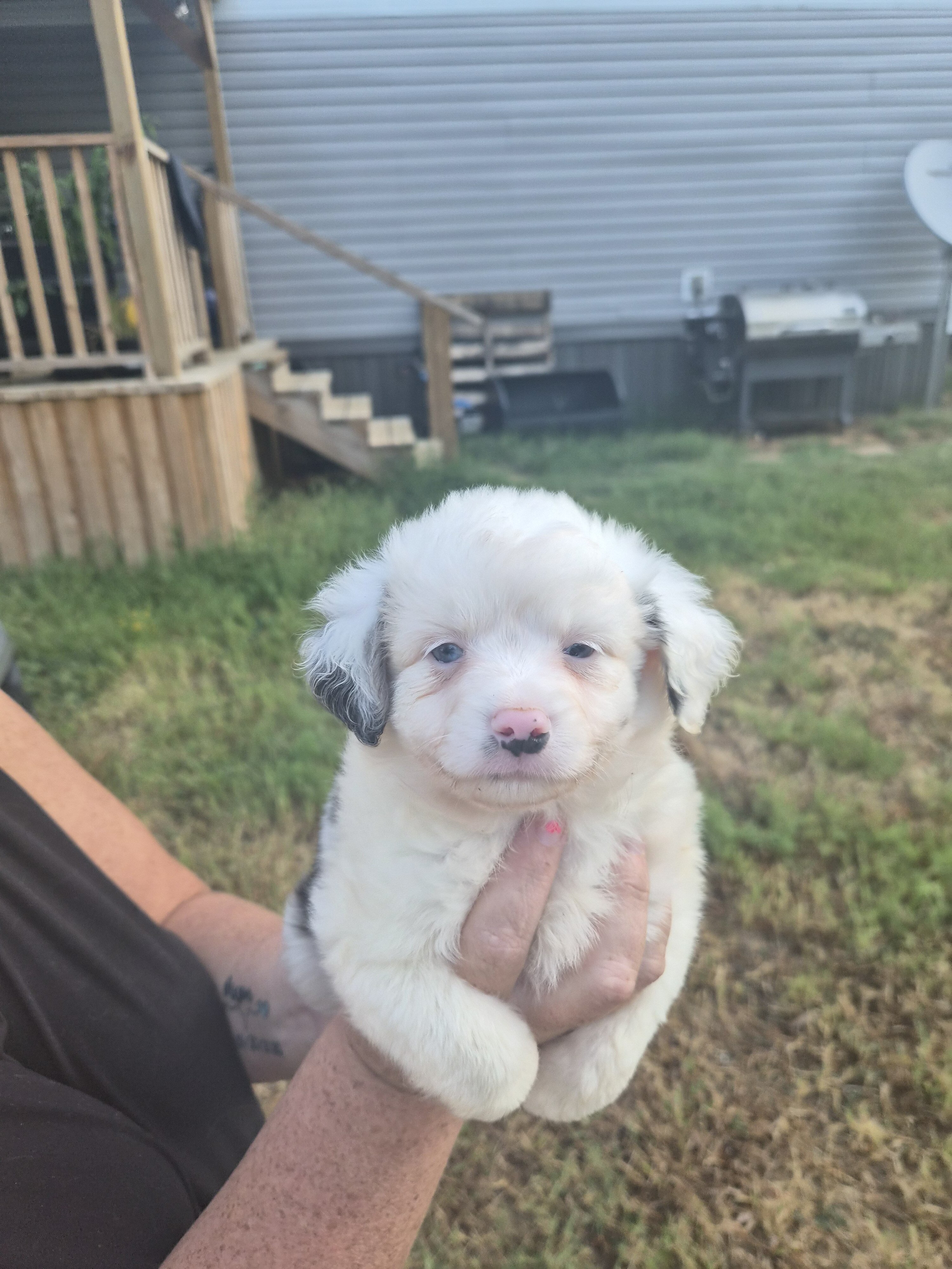 Toy Australian Shepherd image 4