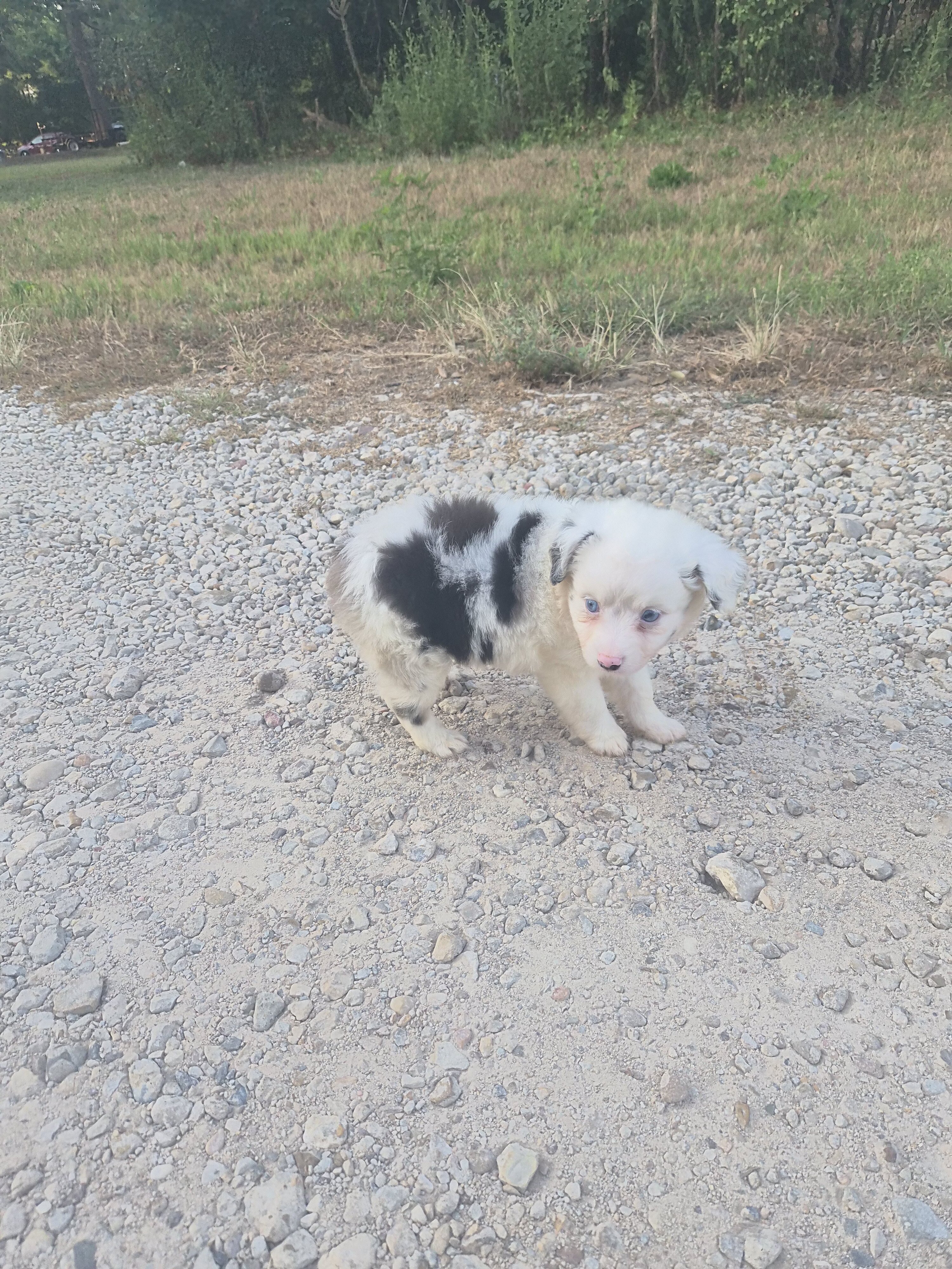 Toy Australian Shepherd image 5