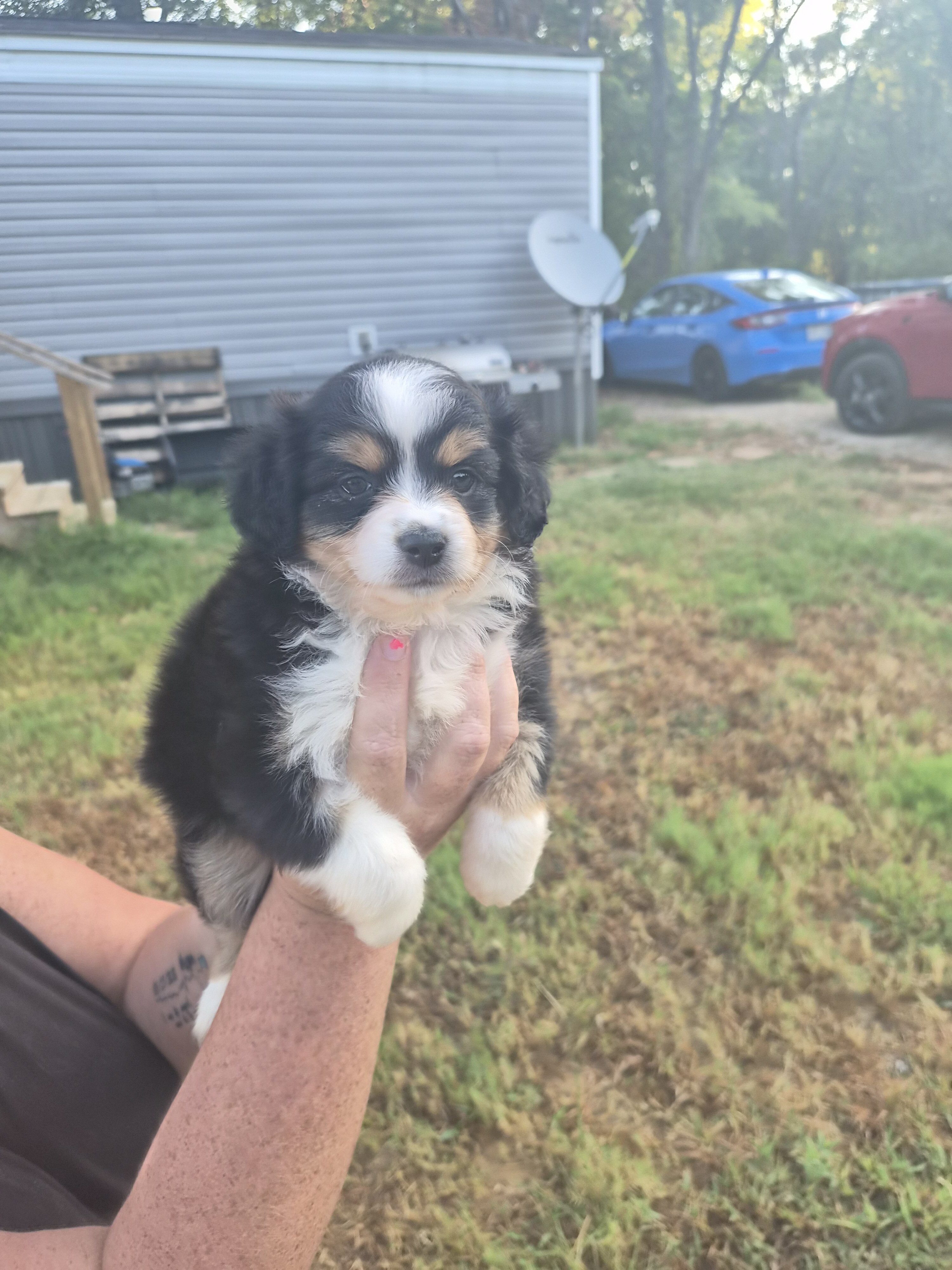 Toy Australian Shepherd image 3