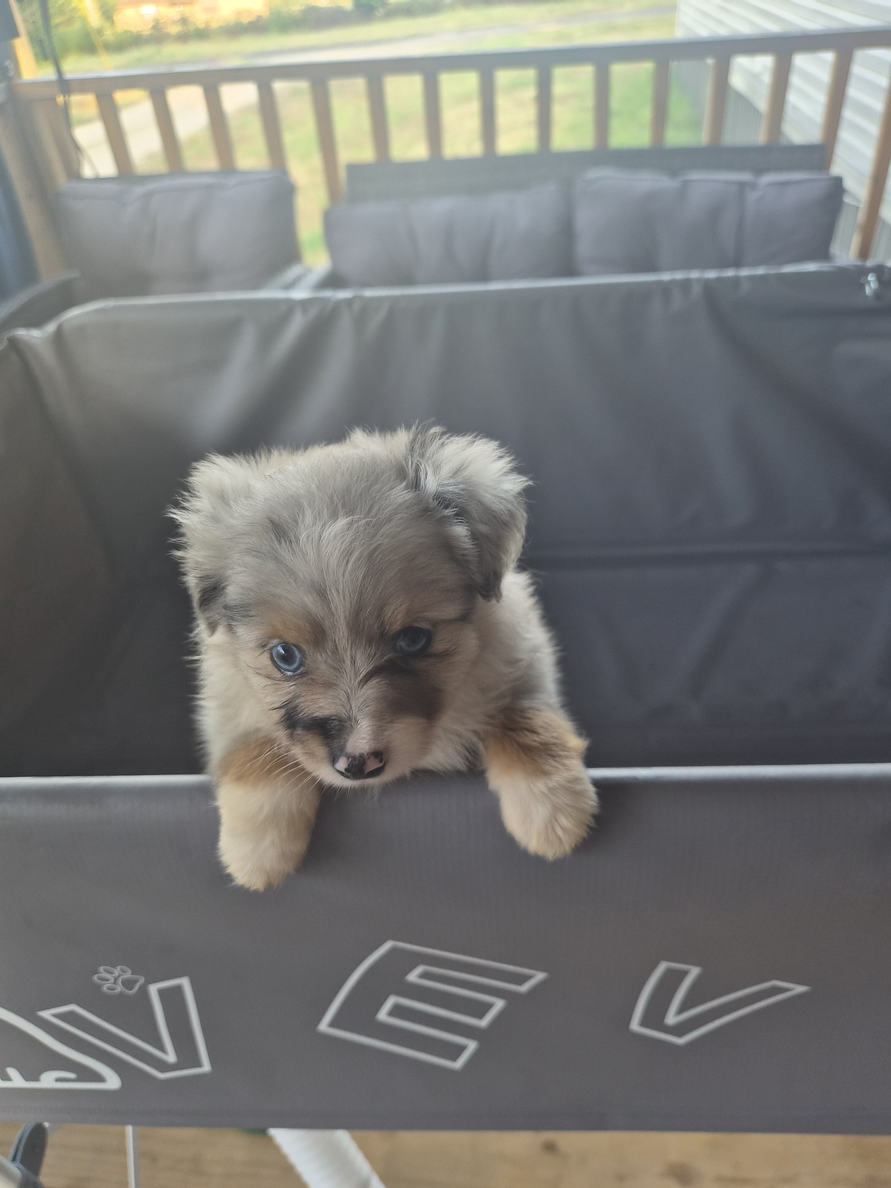 Toy Australian Shepherd image 2