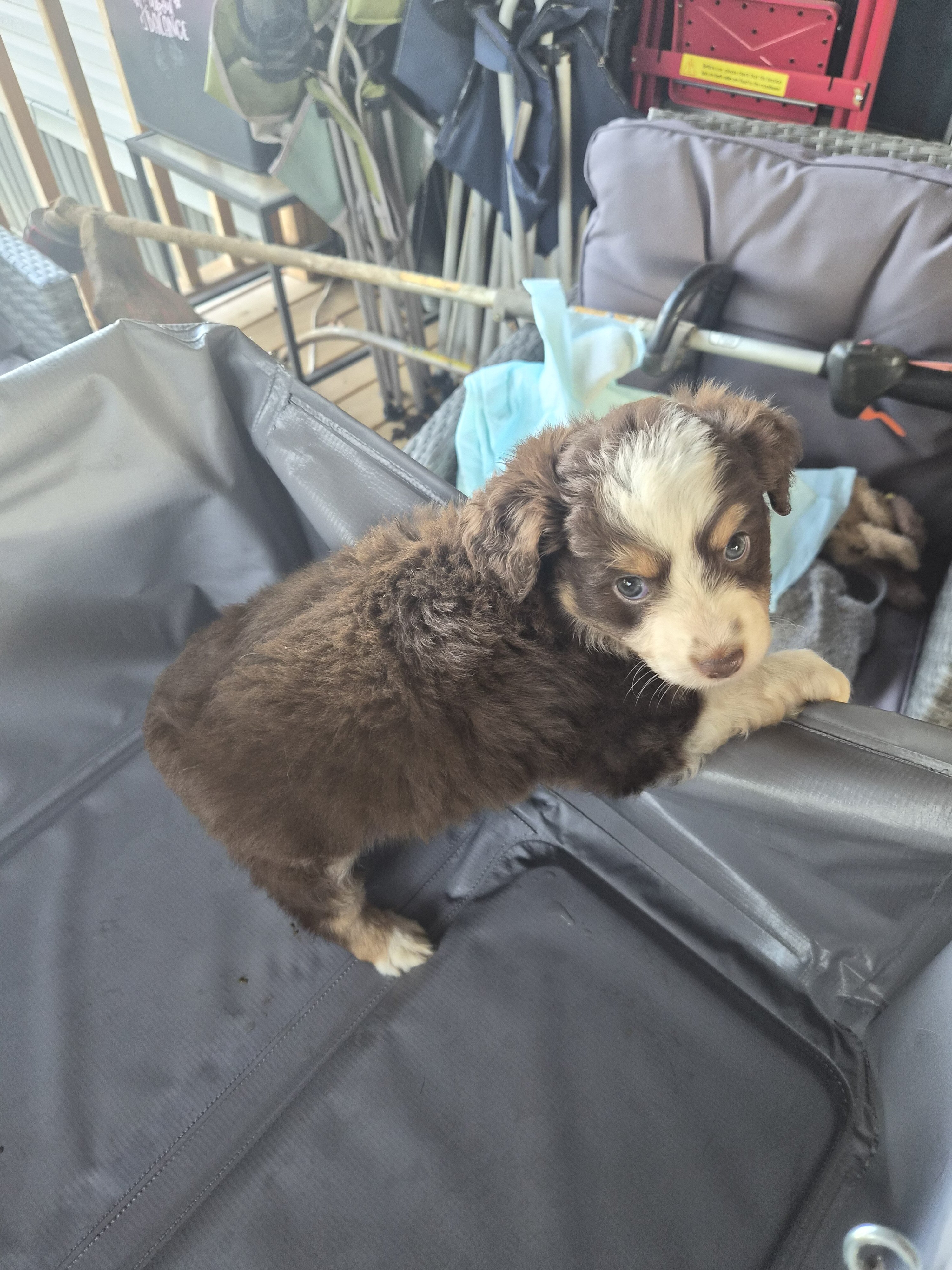 Toy Australian Shepherd image 1