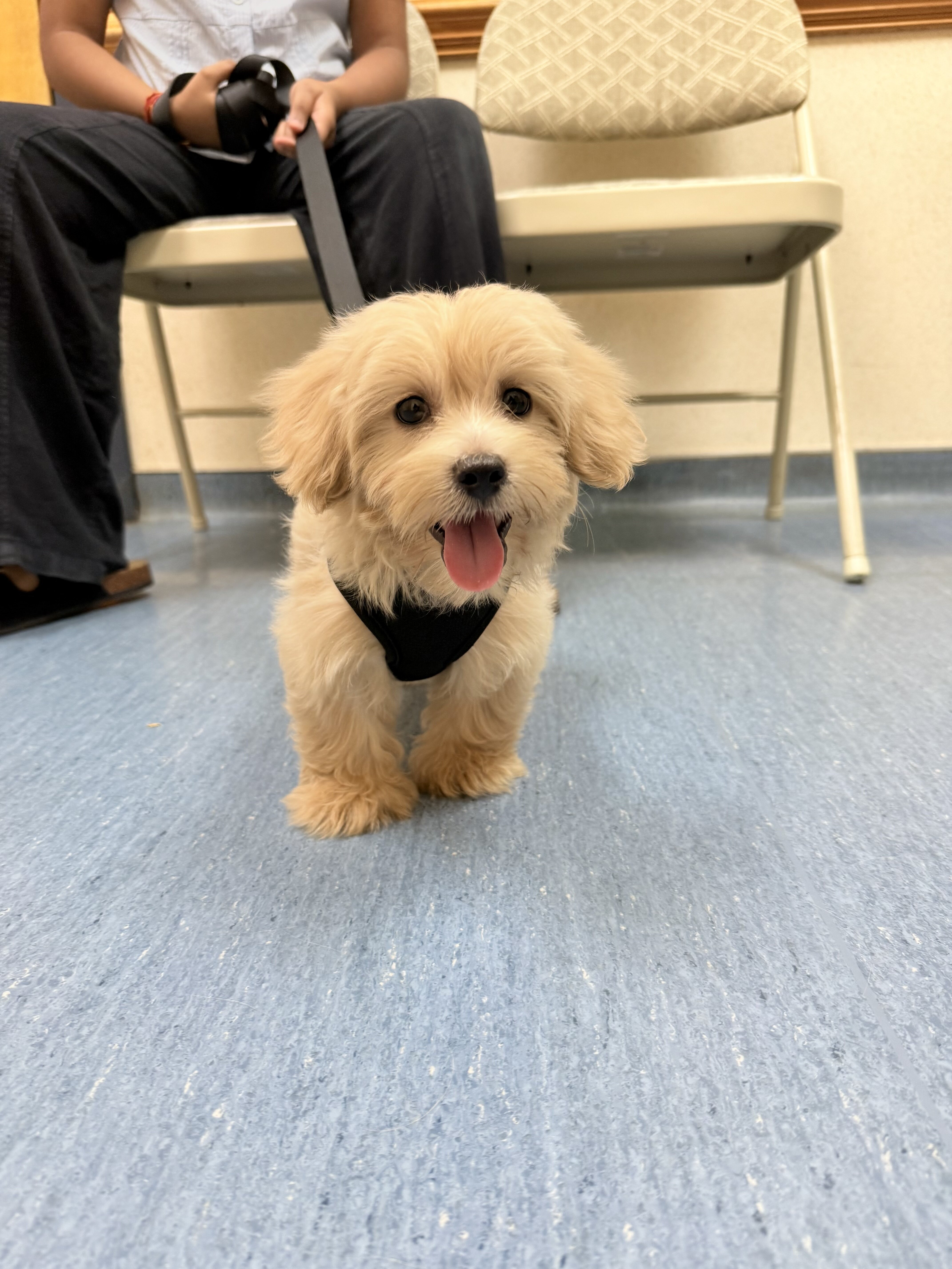 Cookie the Cockapoo image 4
