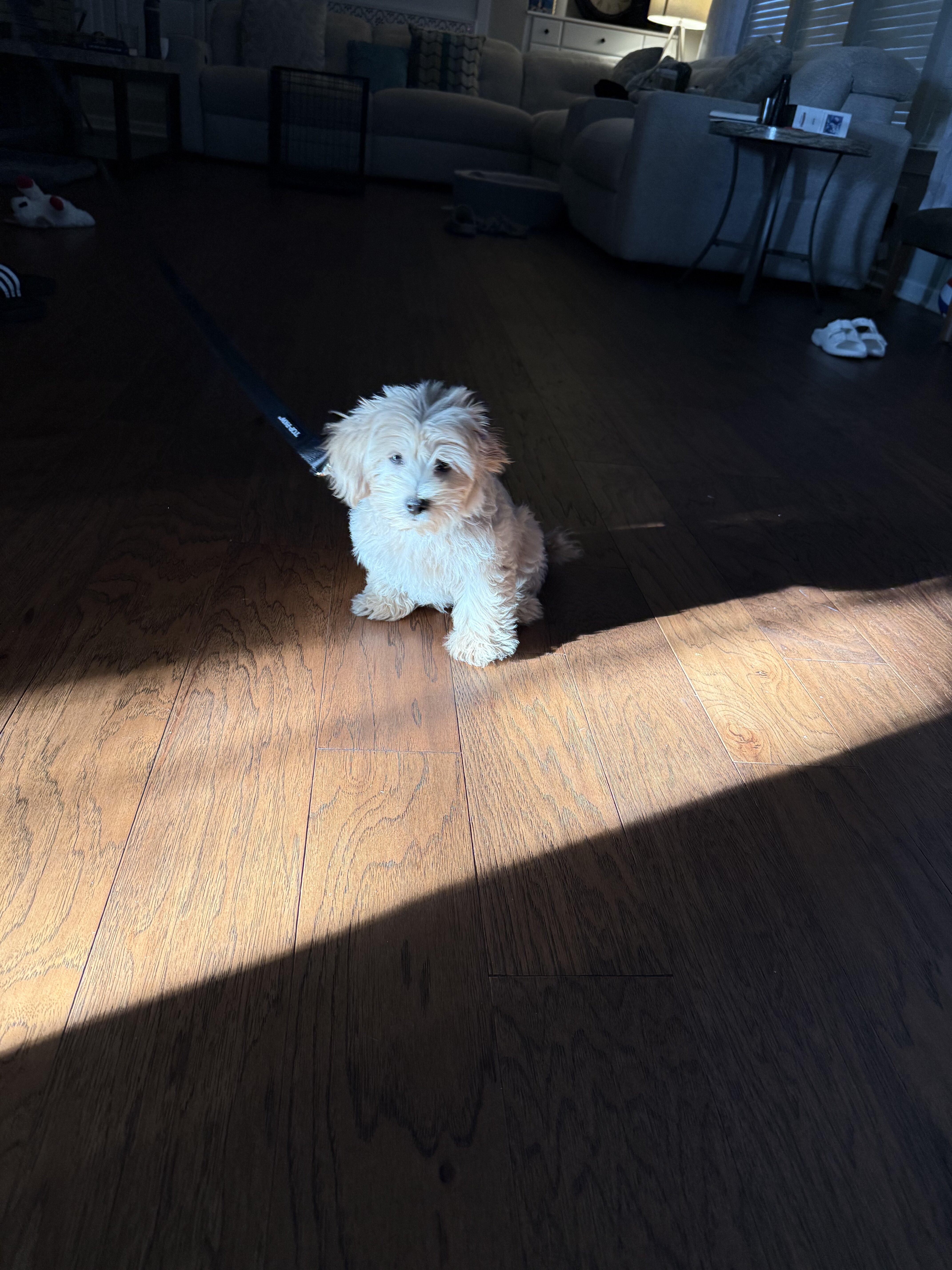 Cookie the Cockapoo image 3