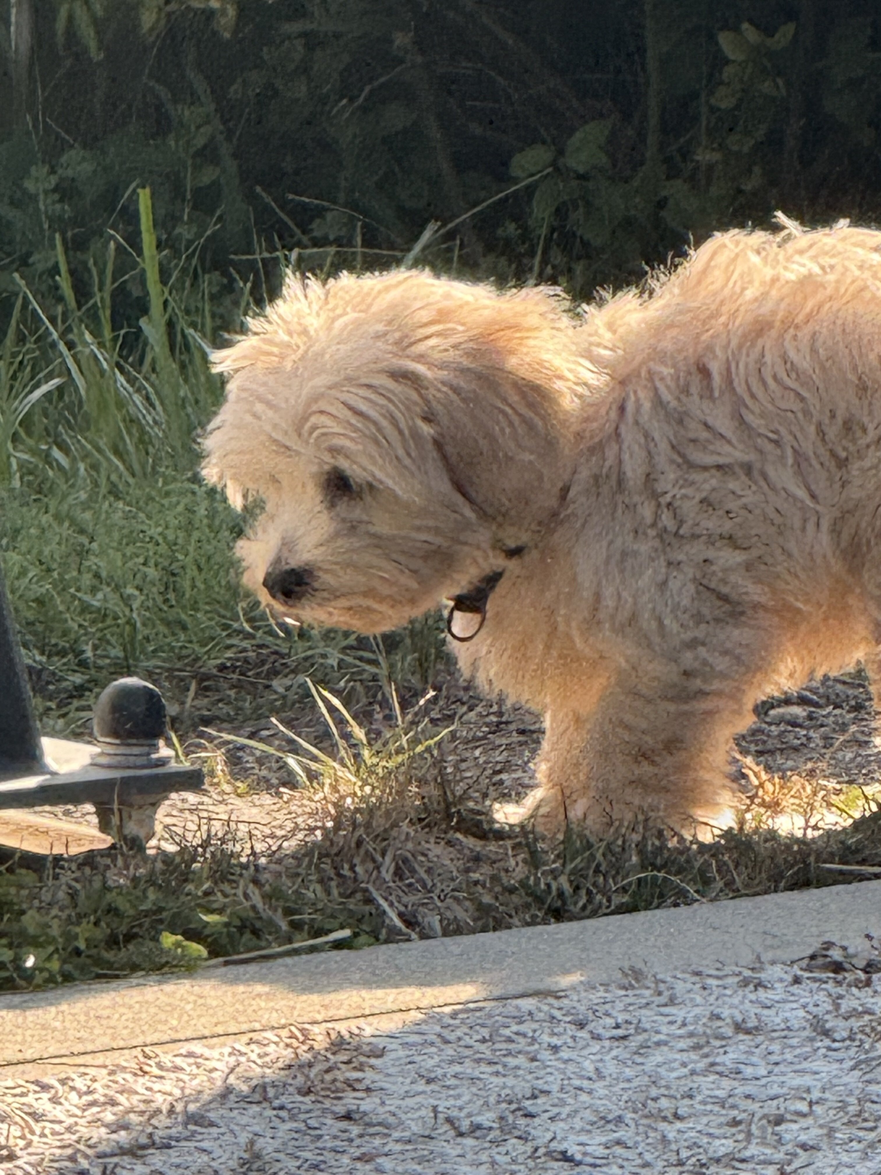 Cookie the Cockapoo image 2