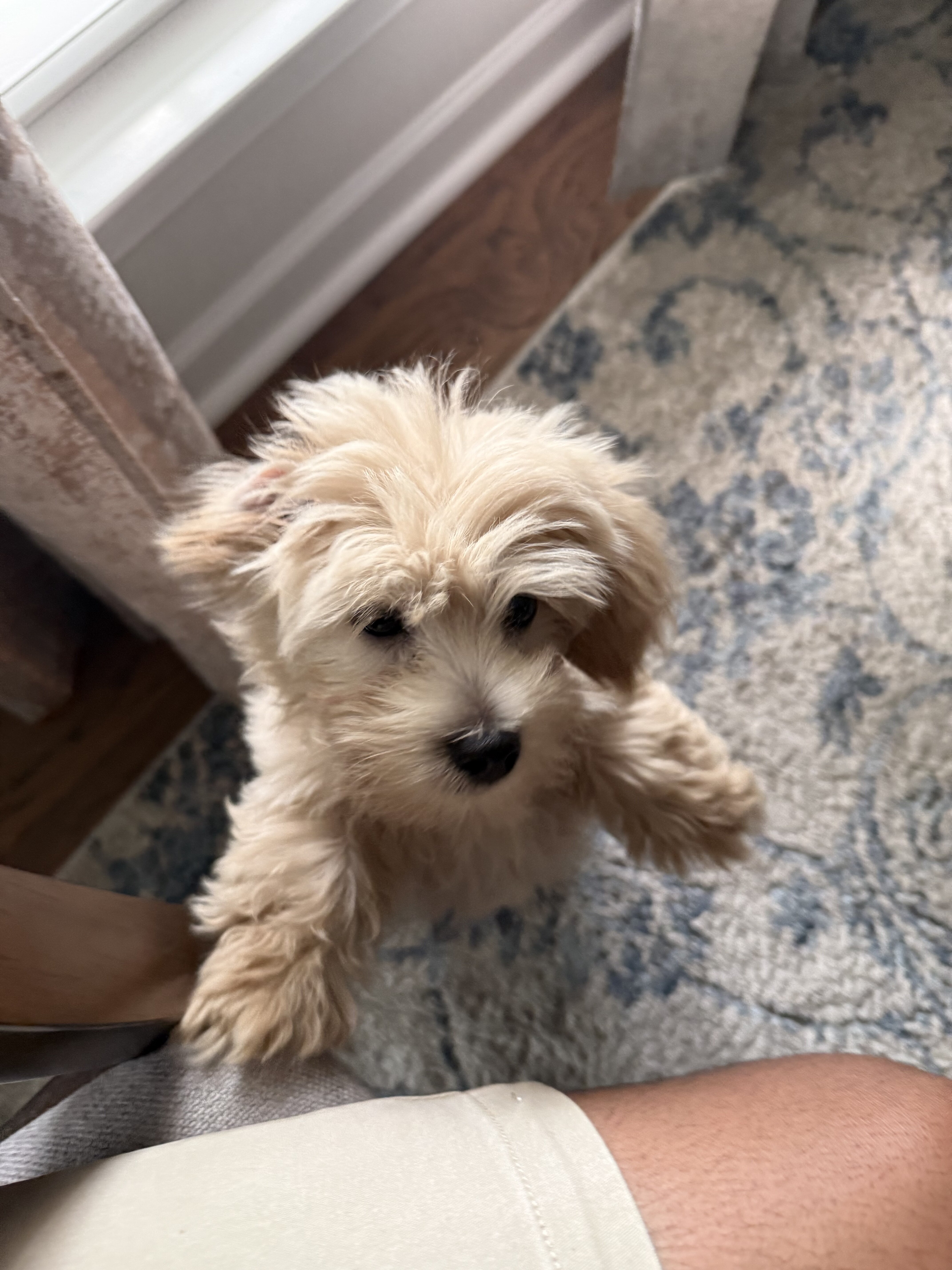 Cookie the Cockapoo image 1